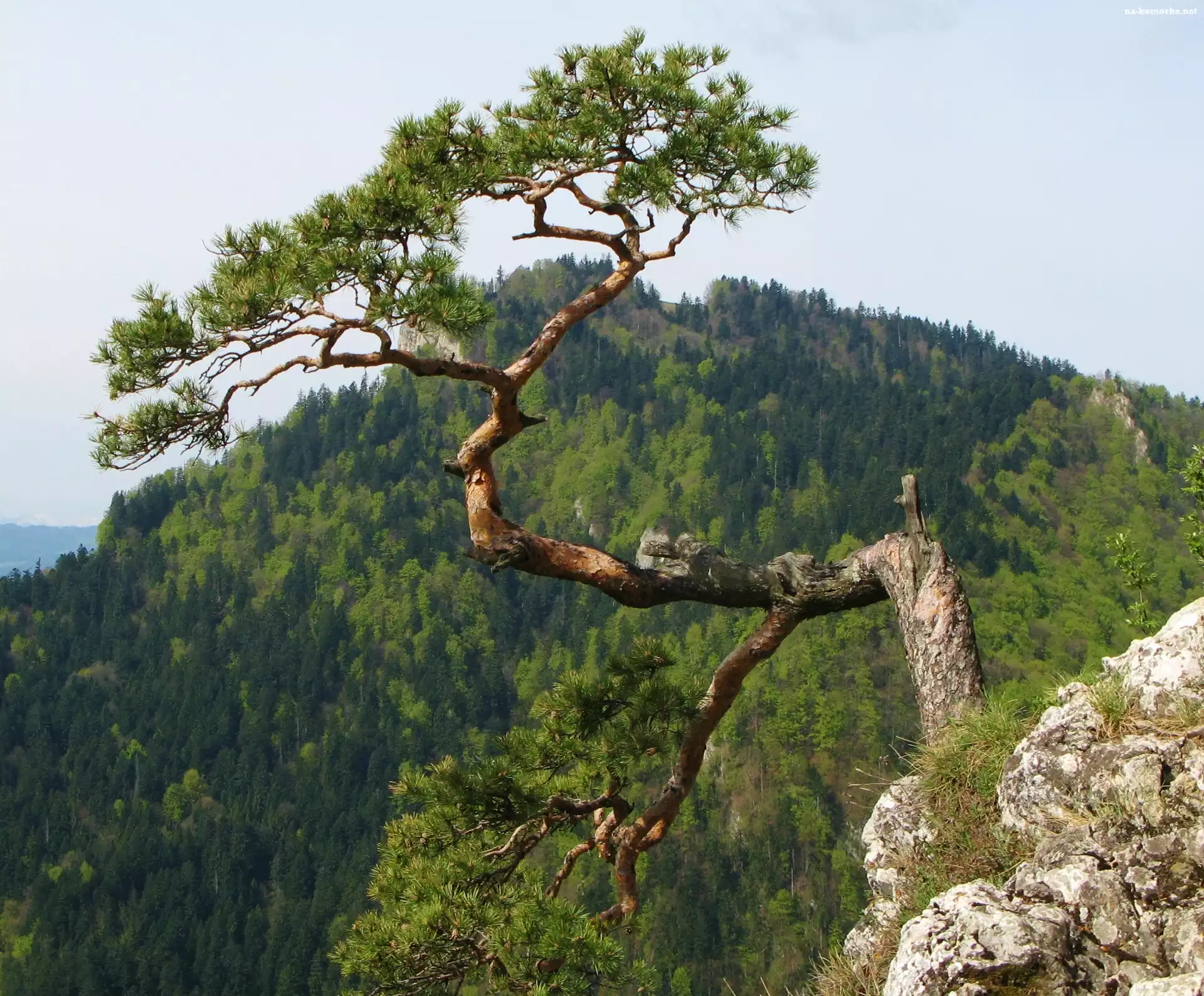 Sokolica, Sosna, Skała, Góry, Pieniny