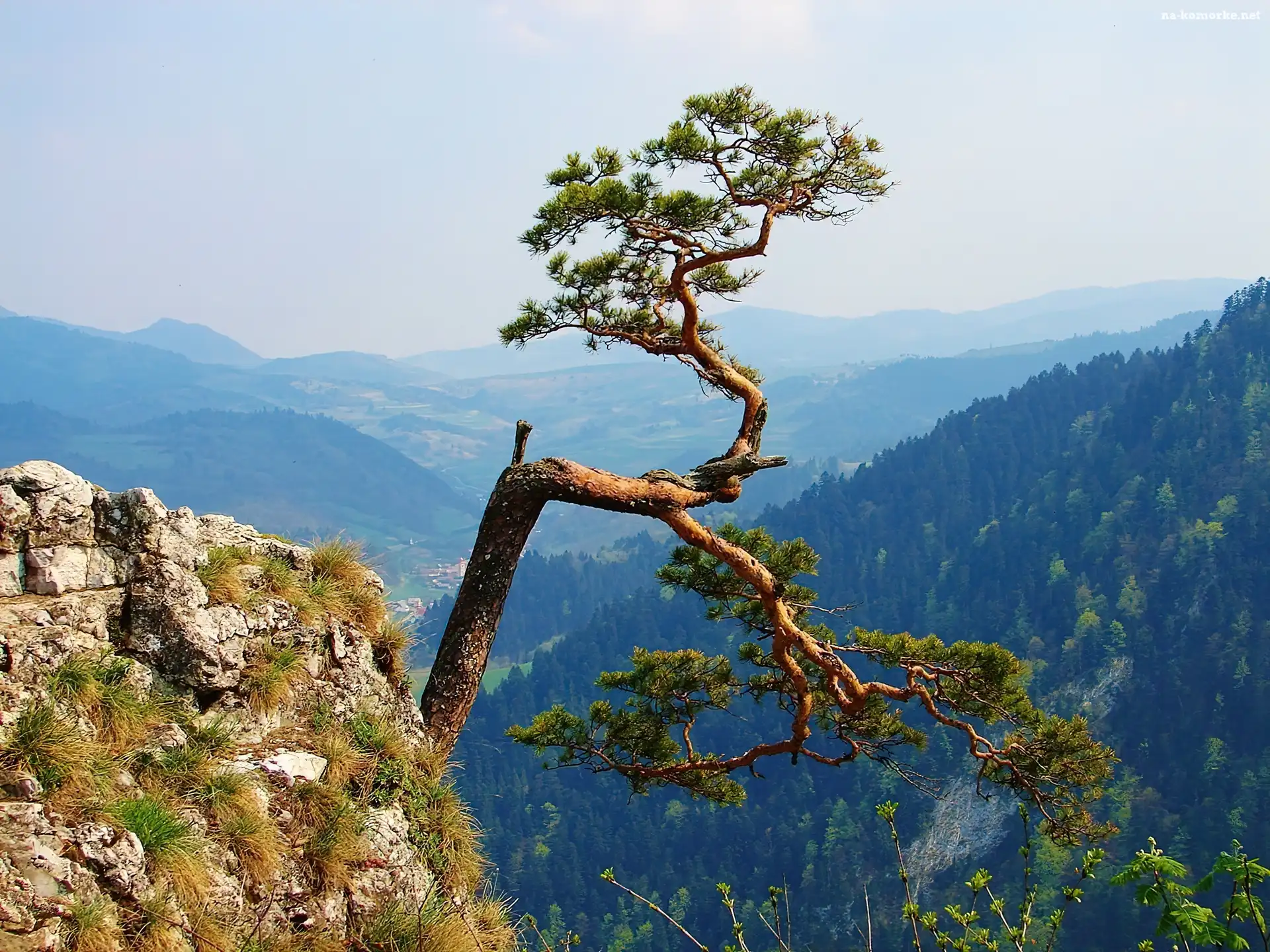 Sokolica, Sosna, Góry, Widok, Pieniny