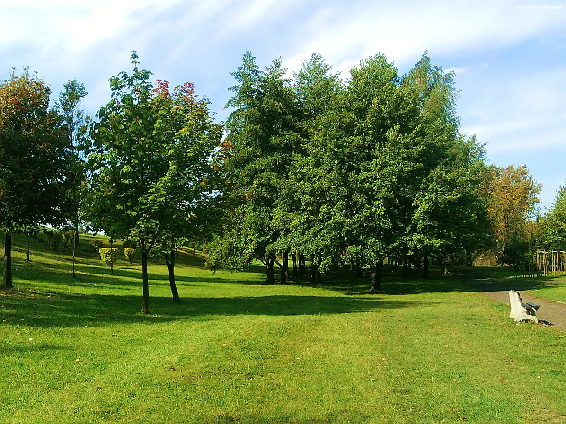 Sosnowiec, Park, Drzewa, Trawa, Ławka