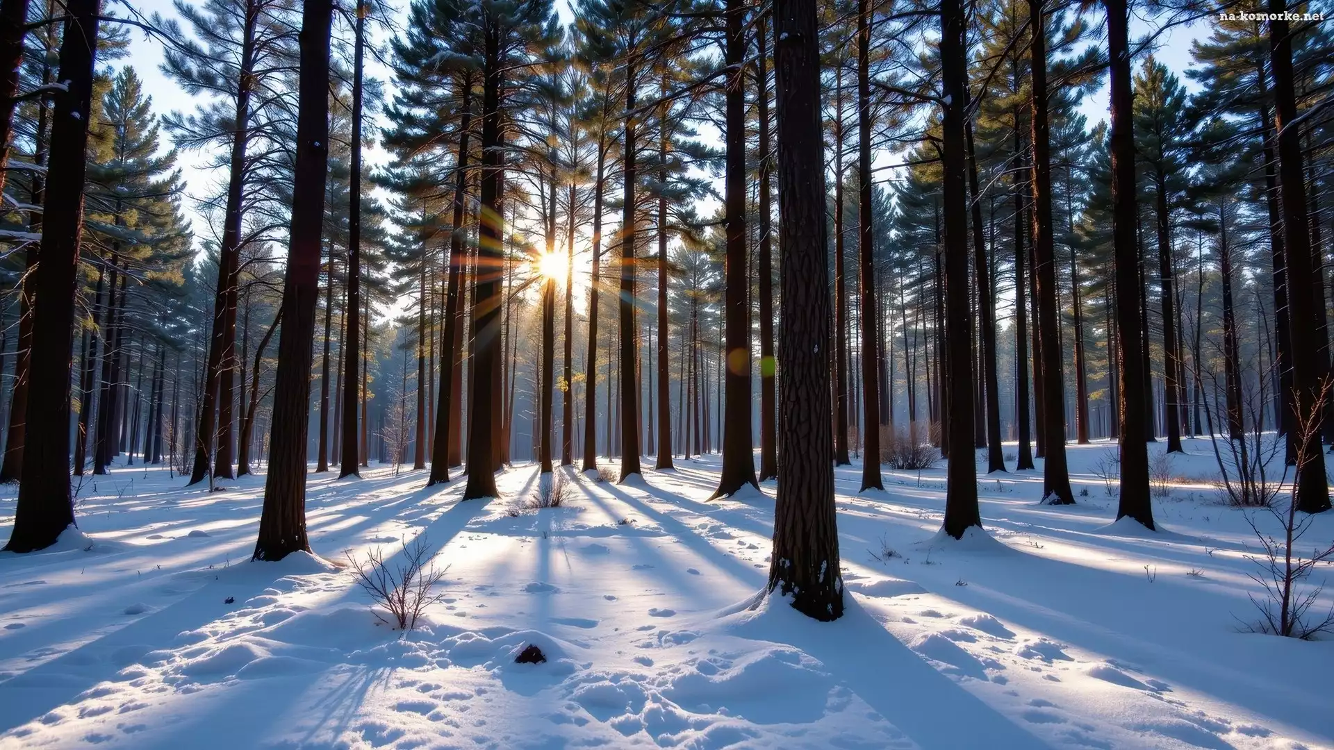 Las, Drzewa, Śnieg, Sosnowy, Promienie słońca