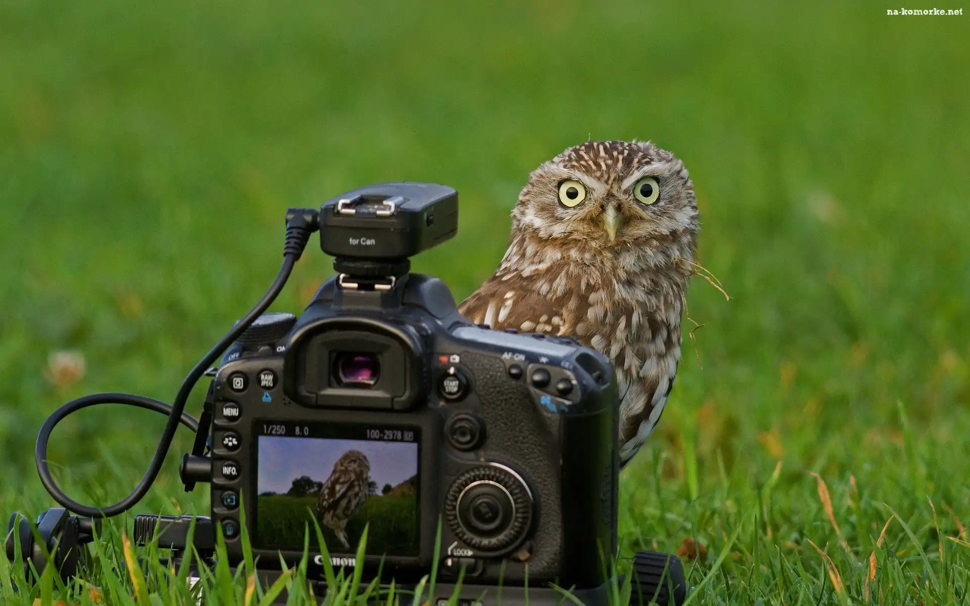 Sowa, Fotograficzny, Łąka, Aparat