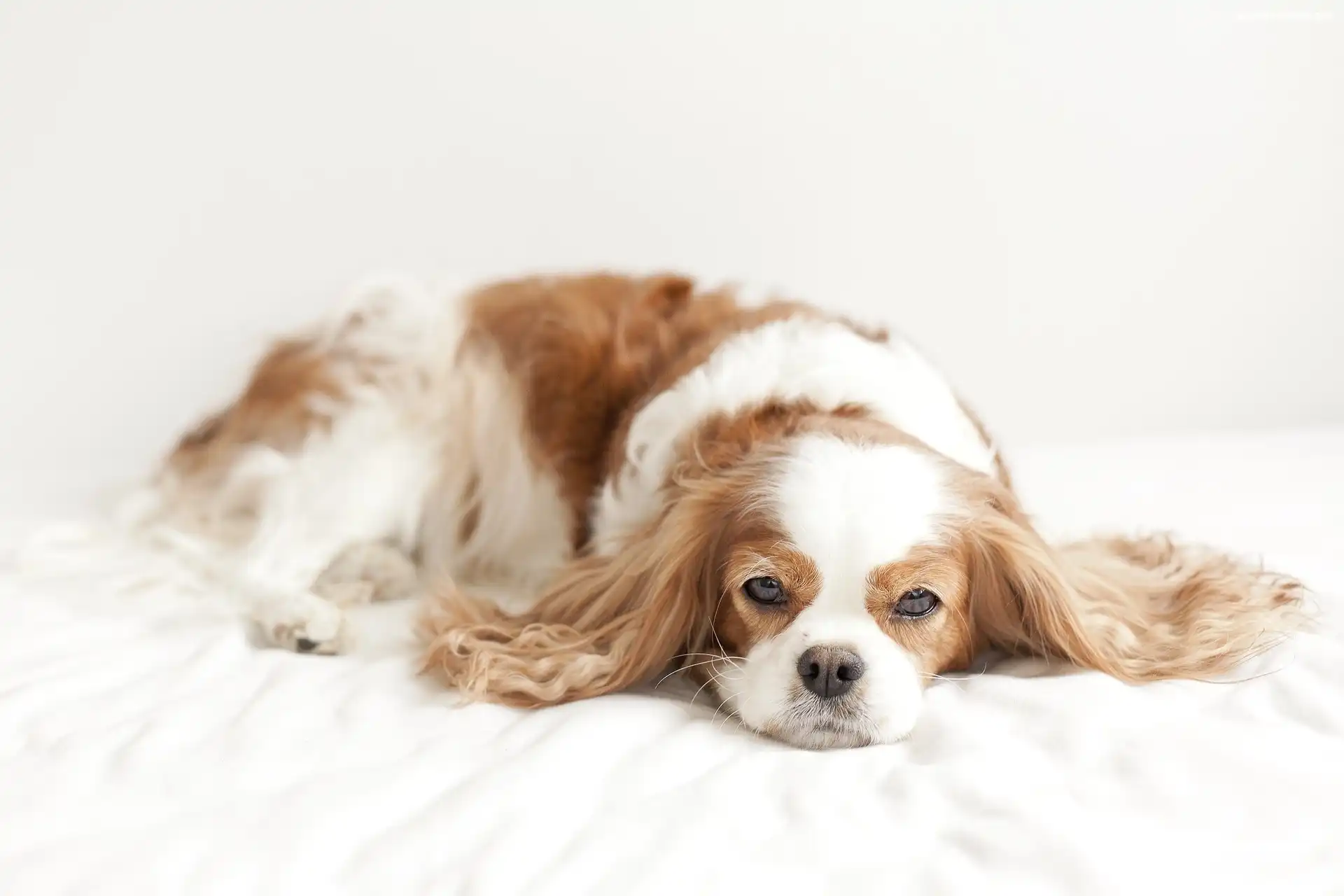 Spaniel, Odpoczynek, Biało, Beżowy