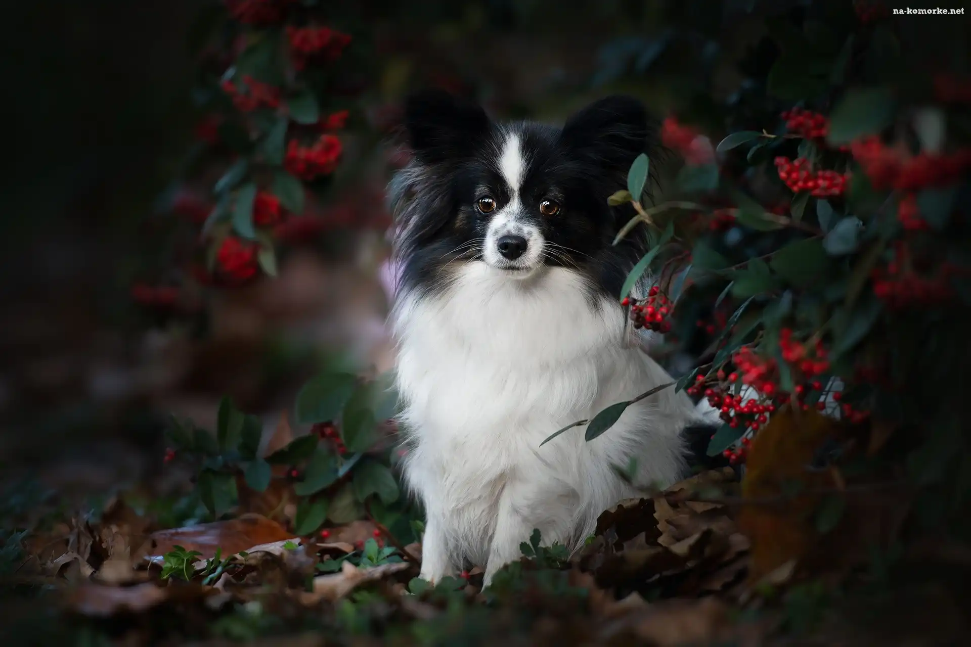 Spaniel kontynentalny miniaturowy Papillon, Krzew, Jagody