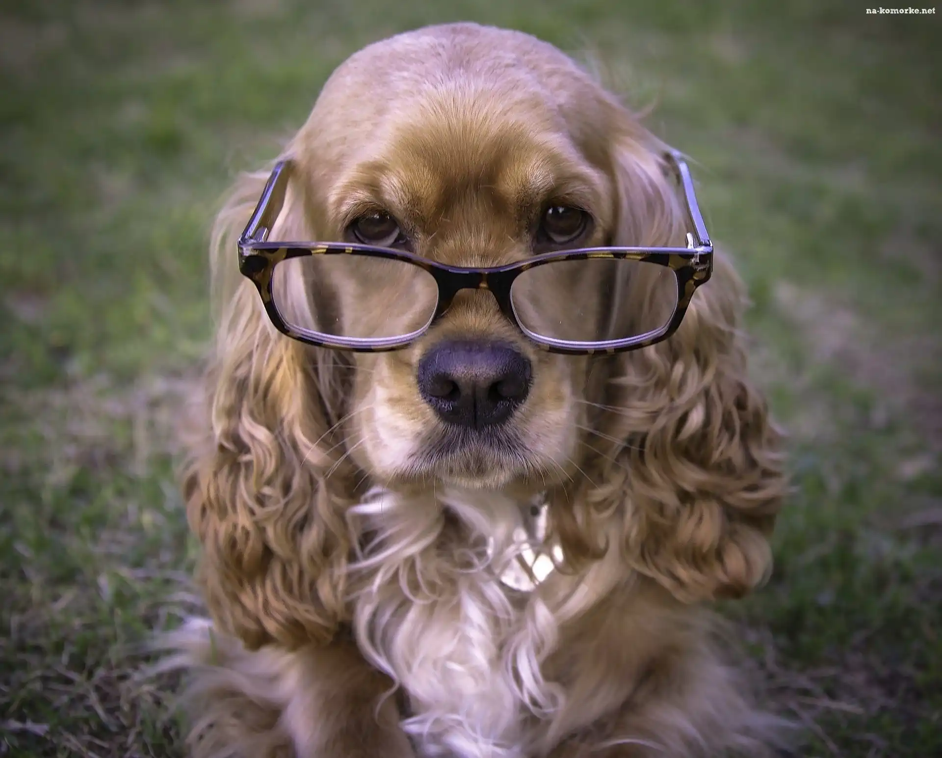 Pies, Spaniel, Okulary