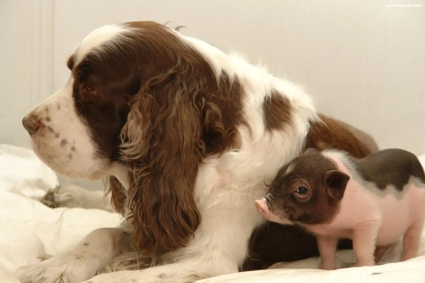 Pies, Spaniel, Prosiaczek