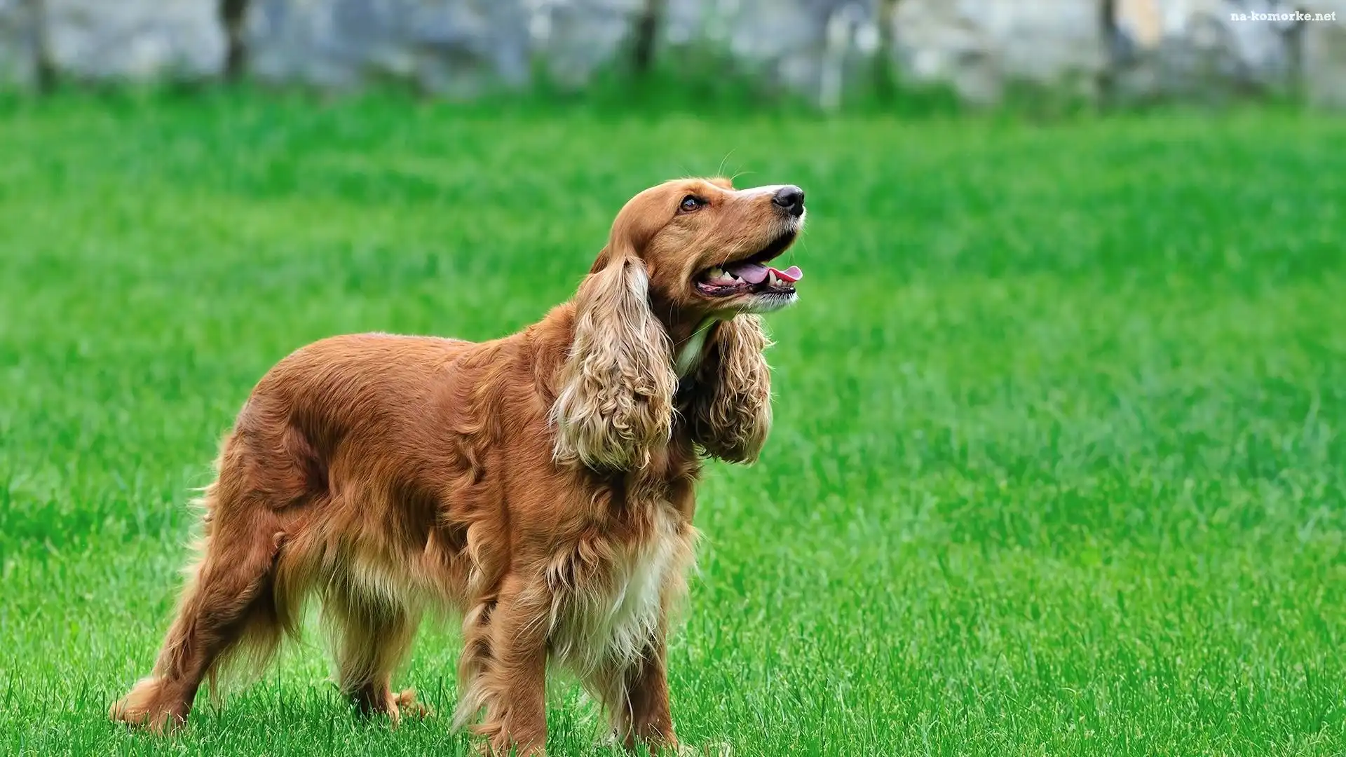 Spaniel, Trawa