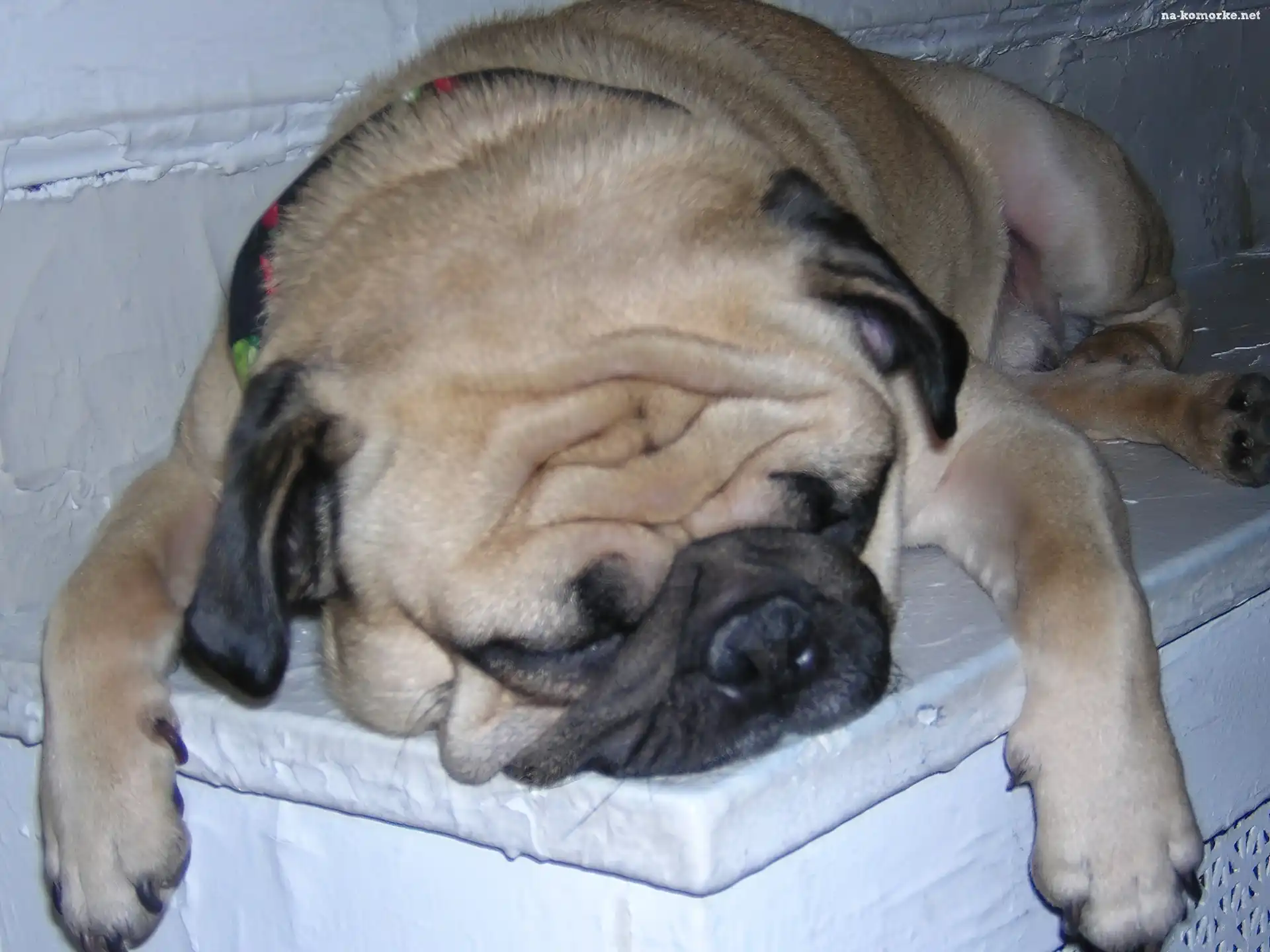 śpiący, Mops