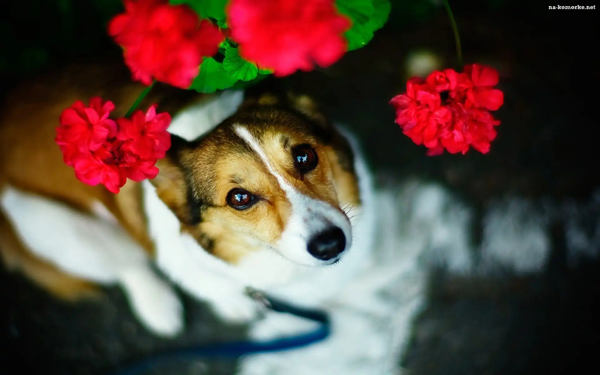 Pelargonia, Spojrzenie, Pies