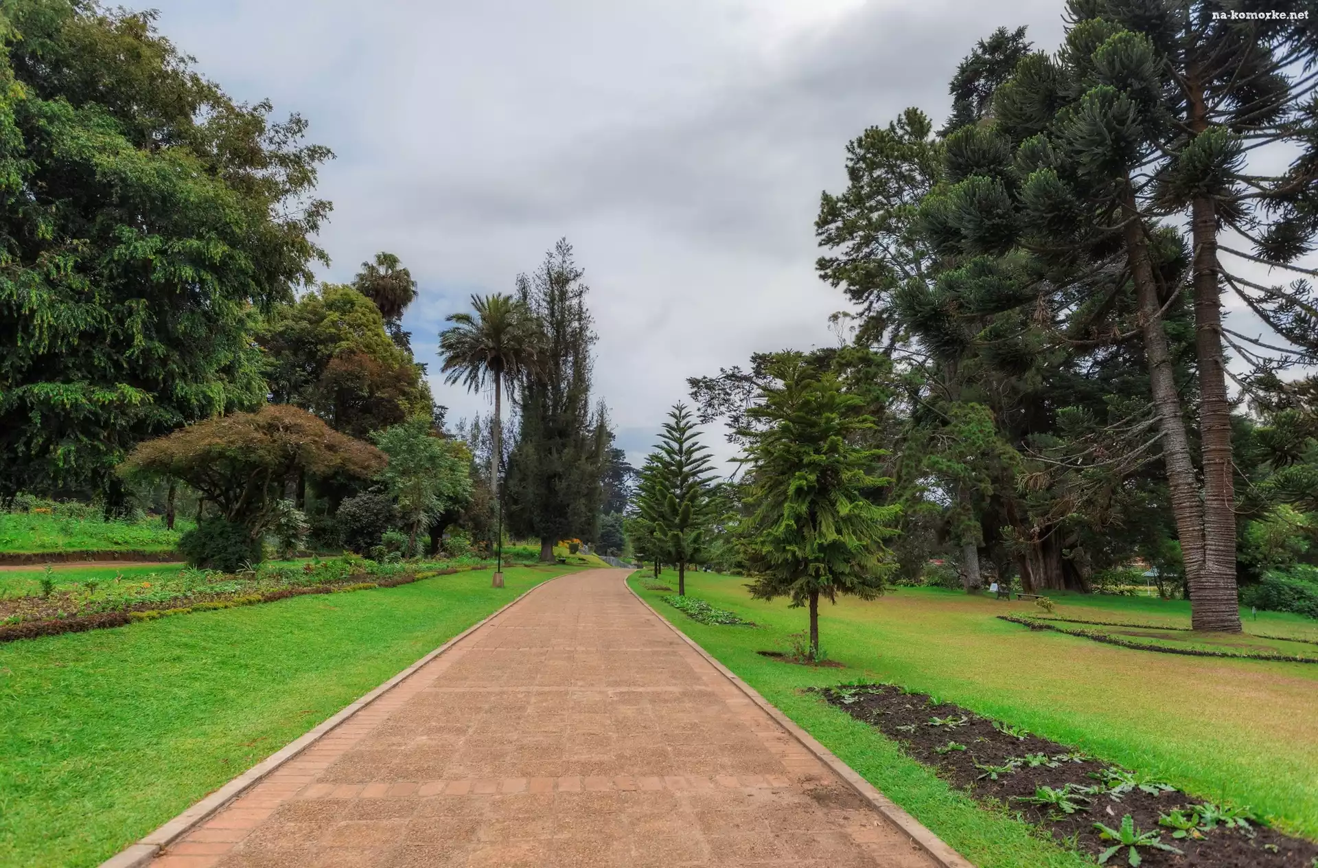 Sri Lanka, Drzewa, Alejka, Prowincja Åšrodkowa, Miasto Nuwara Eliya, Victoria Park, Park miejski