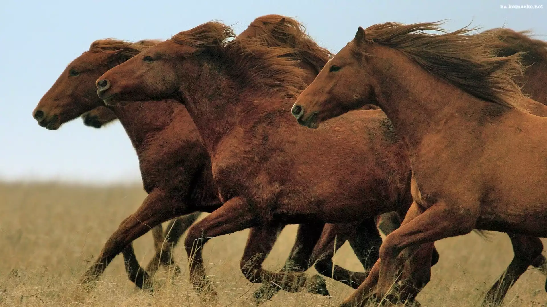 Stado, Galop, Brązowych, Koni
