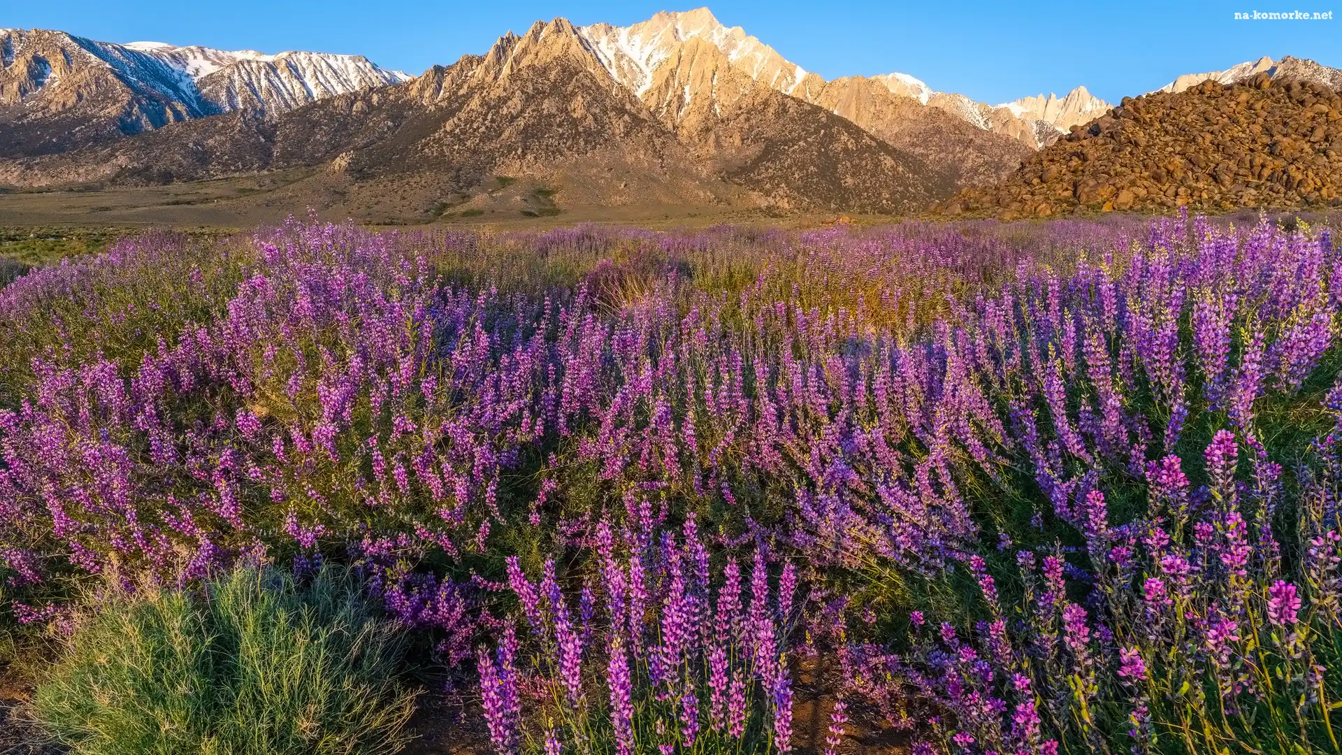 Stan Kalifornia, Kwiaty, Alabama Hills, Stany Zjednoczone, Góry, Łubin