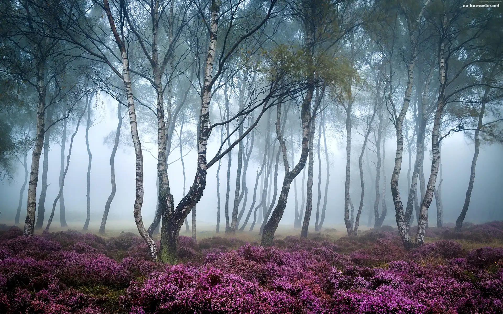 Stanton Moor, Anglia, Las, Jesień, Wrzosowisko, Park Narodowy Peak District, Brzozy, Mgła, Drzewa