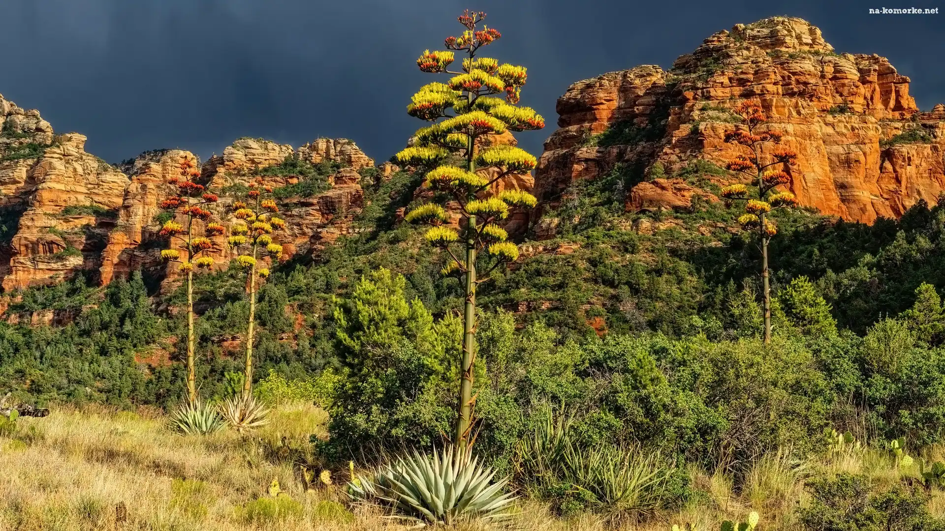 Sedona, Drzewa, Góry, Stany Zjednoczone, Agawy