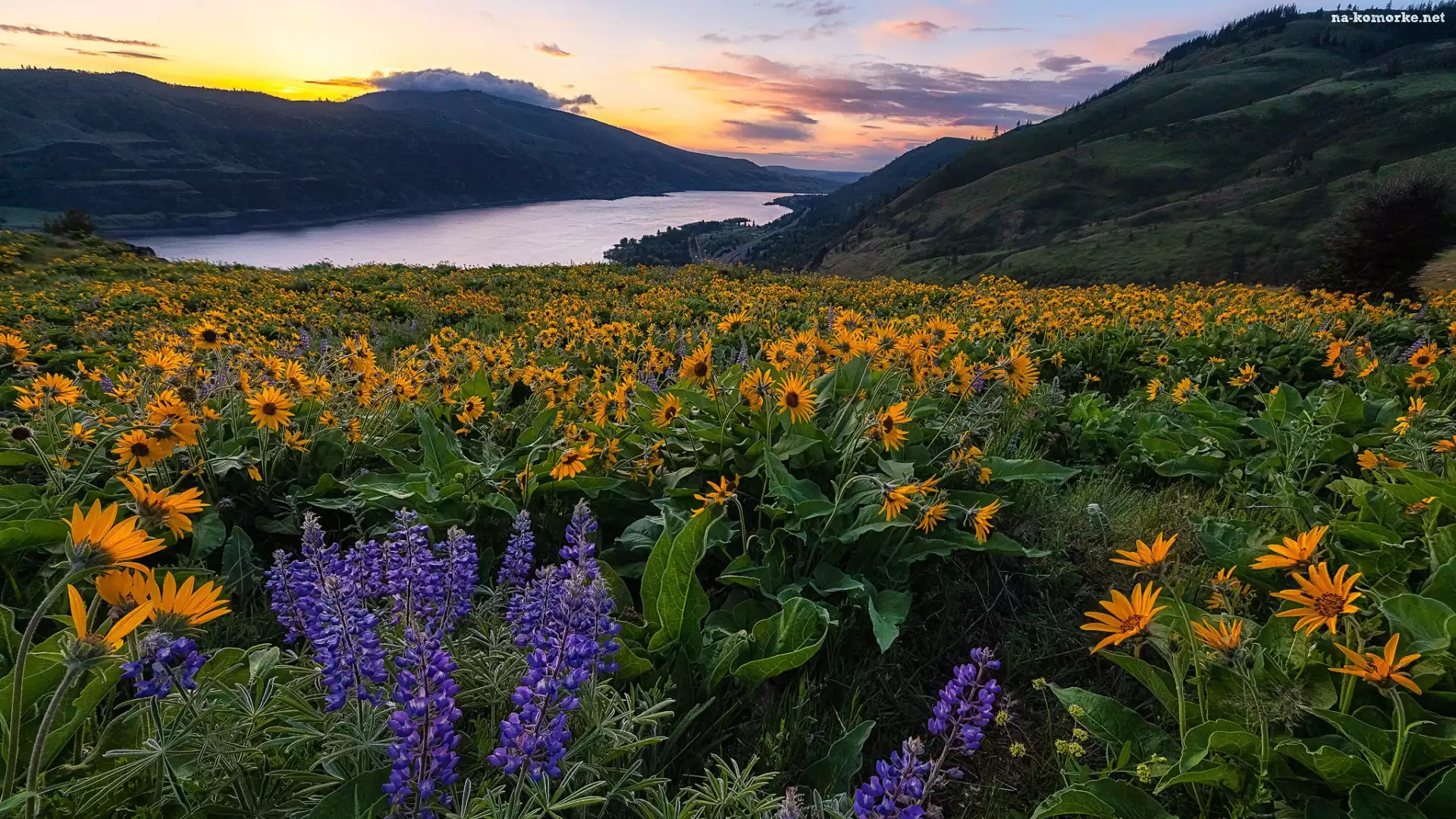 Fioletowy, Rzeka Kolumbia, Żółte, Kwiaty, Łąka, Góry Kaskadowe, Rezerwat przyrody Columbia River Gorge, Balsamorhiza, Stan Waszyngton, Stany Zjednoczone, Łubin