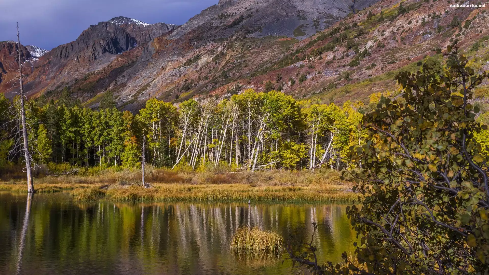 Drzewa, Stany Zjednoczone, Kalifornia, Jezioro Lundy Lake, Góry