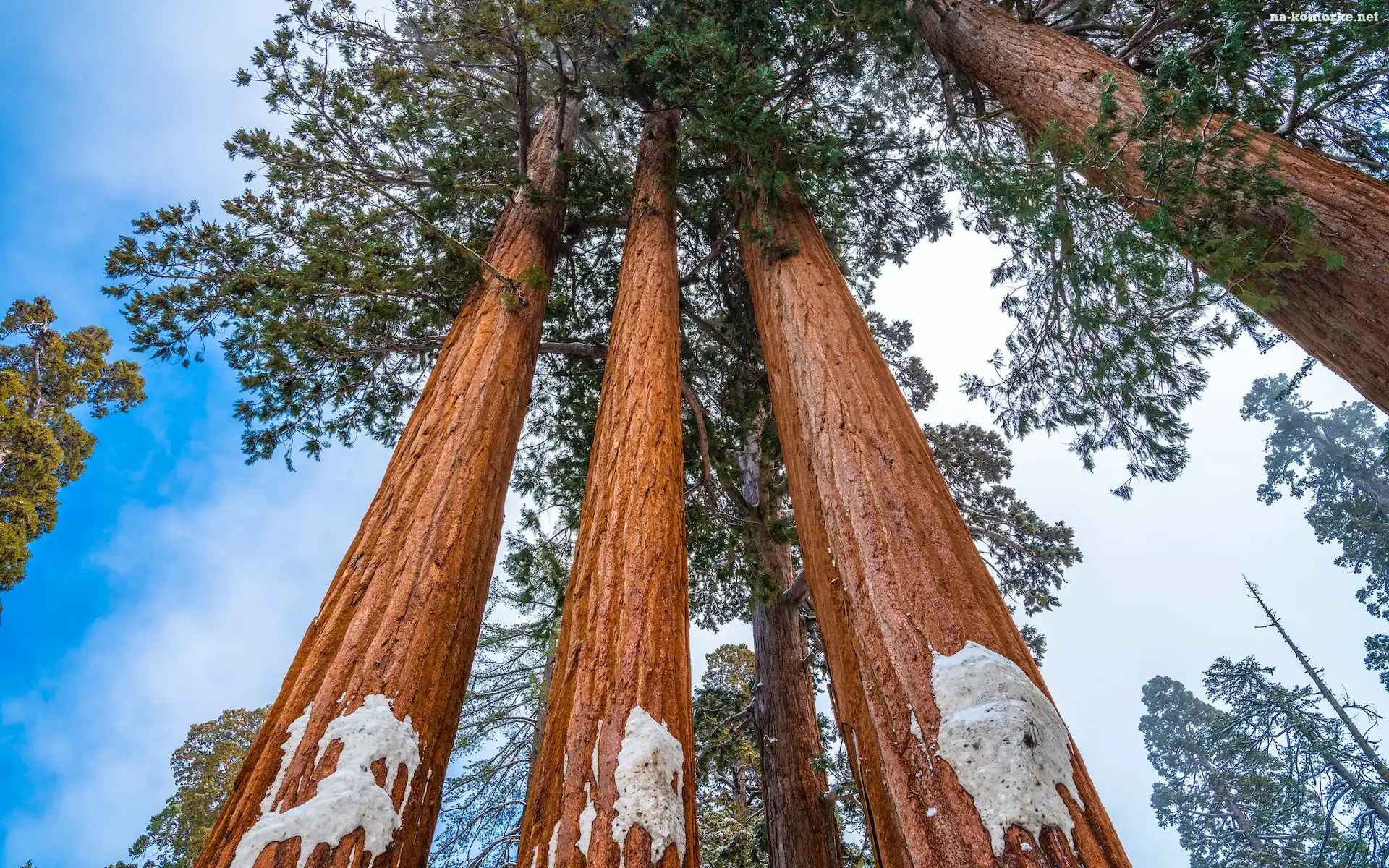 Stany Zjednoczone, General Grant Grove, Park Narodowy Kings Canyon, Kalifornia, Las, Drzewa, Sekwoje