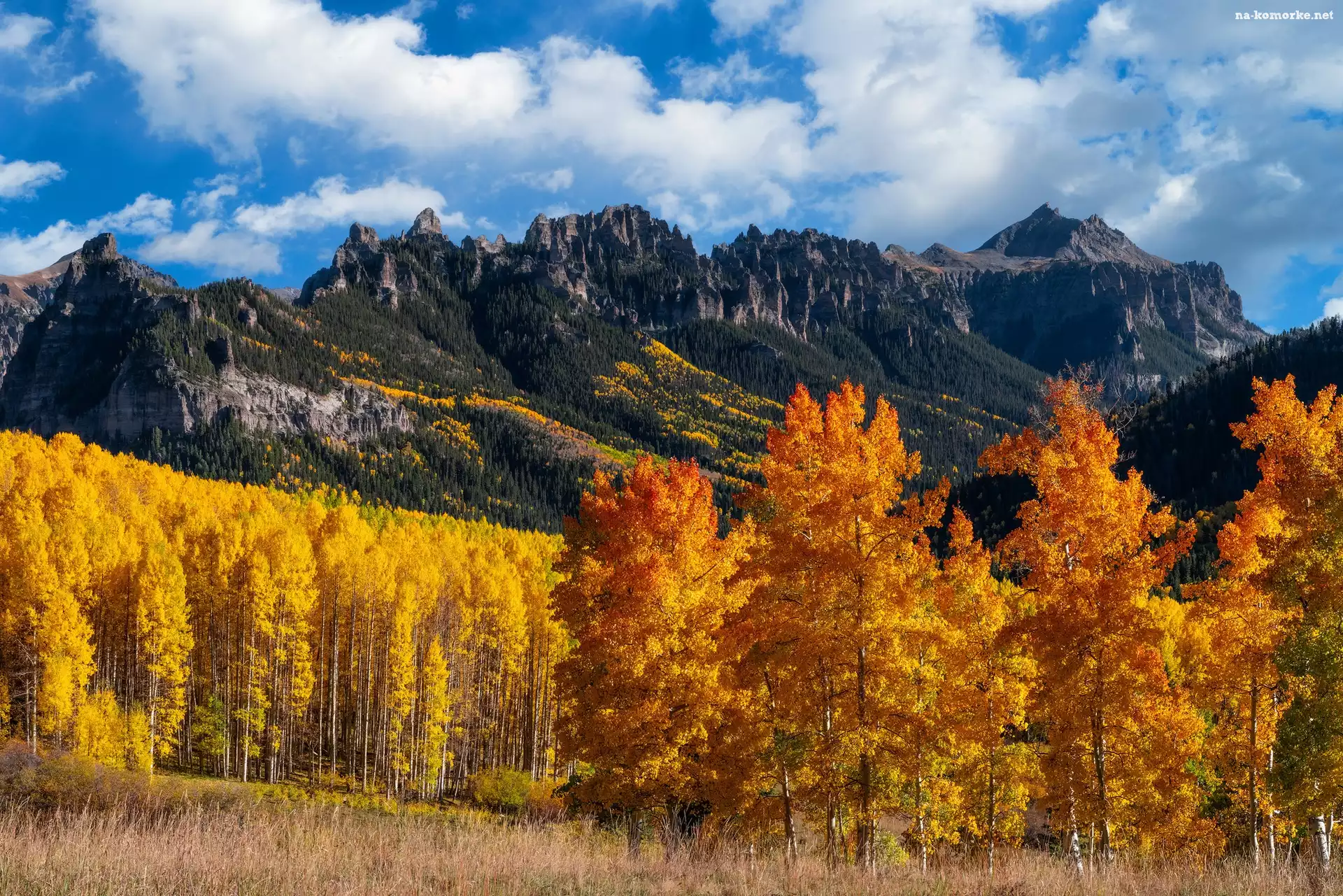 Pożółkłe, Przełęcz, Owl Creek, Góry, Topole, Kolorado, Stany Zjednoczone, San Juan Mountains, Osiki, Jesień, Drzewa