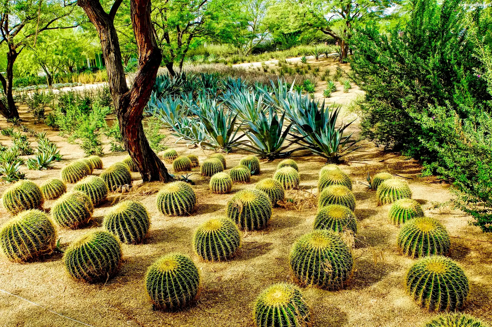 Kaktusy, Kalifornia, Stany Zjednoczone, Park, Ogród, Sunnylands Center Gardens, Rancho Mirage