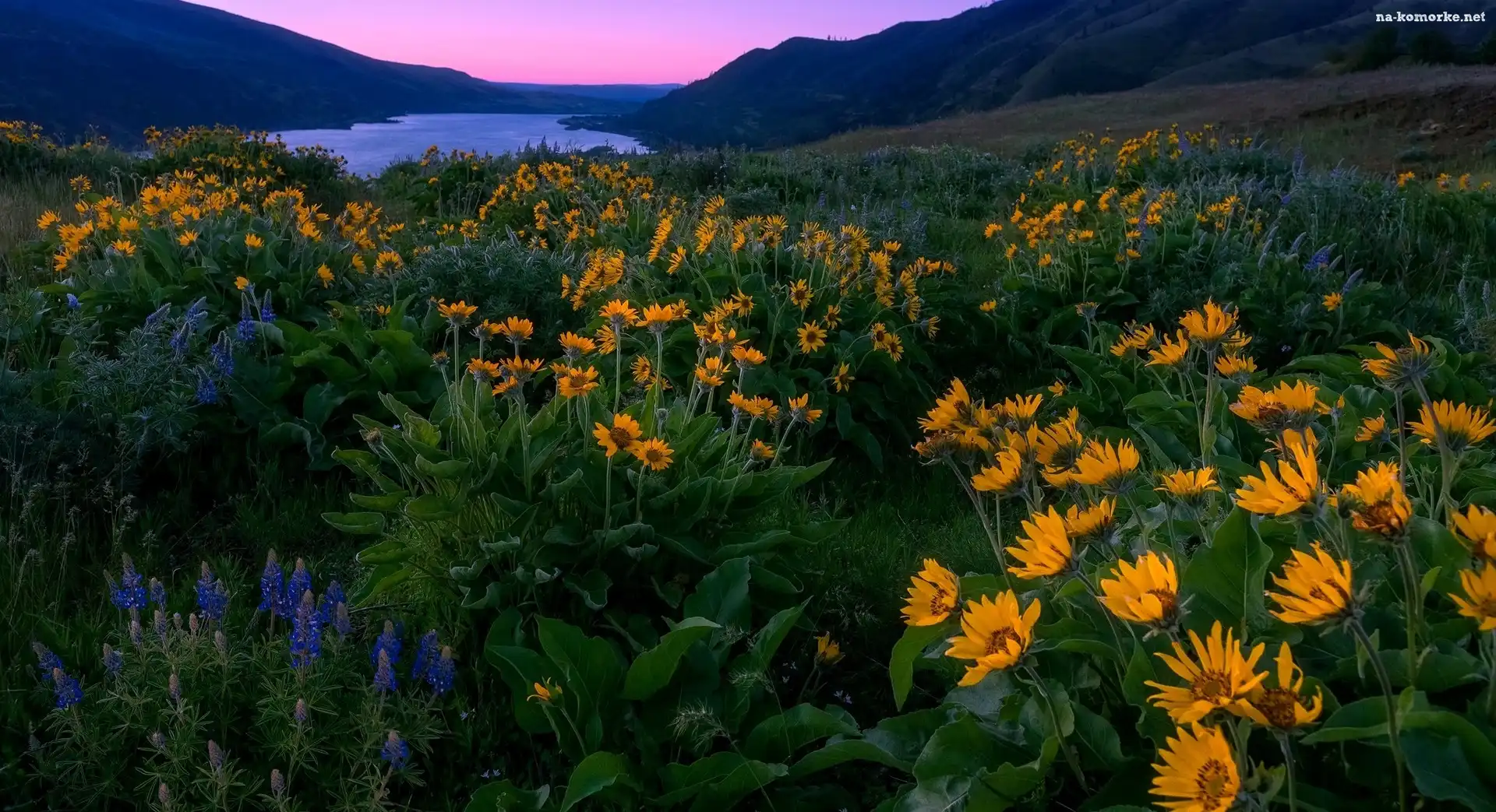 Stany Zjednoczone, Góry, Rzeka, Stan Oregon, Rezerwat przyrody Columbia River Gorge, Wzgórza, Kwiaty