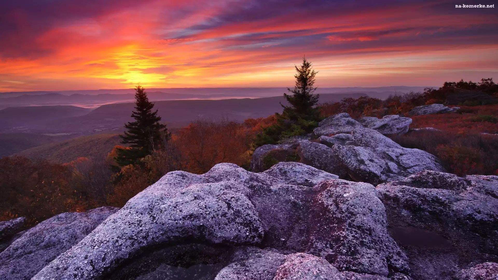 Stany Zjednoczone, Drzewa, Odbszar Dolly Sods Wilderness, Zachód słońca, Wirginia Zachodnia, Rezerwat przyrody Bear Rocks, Góry, Skały