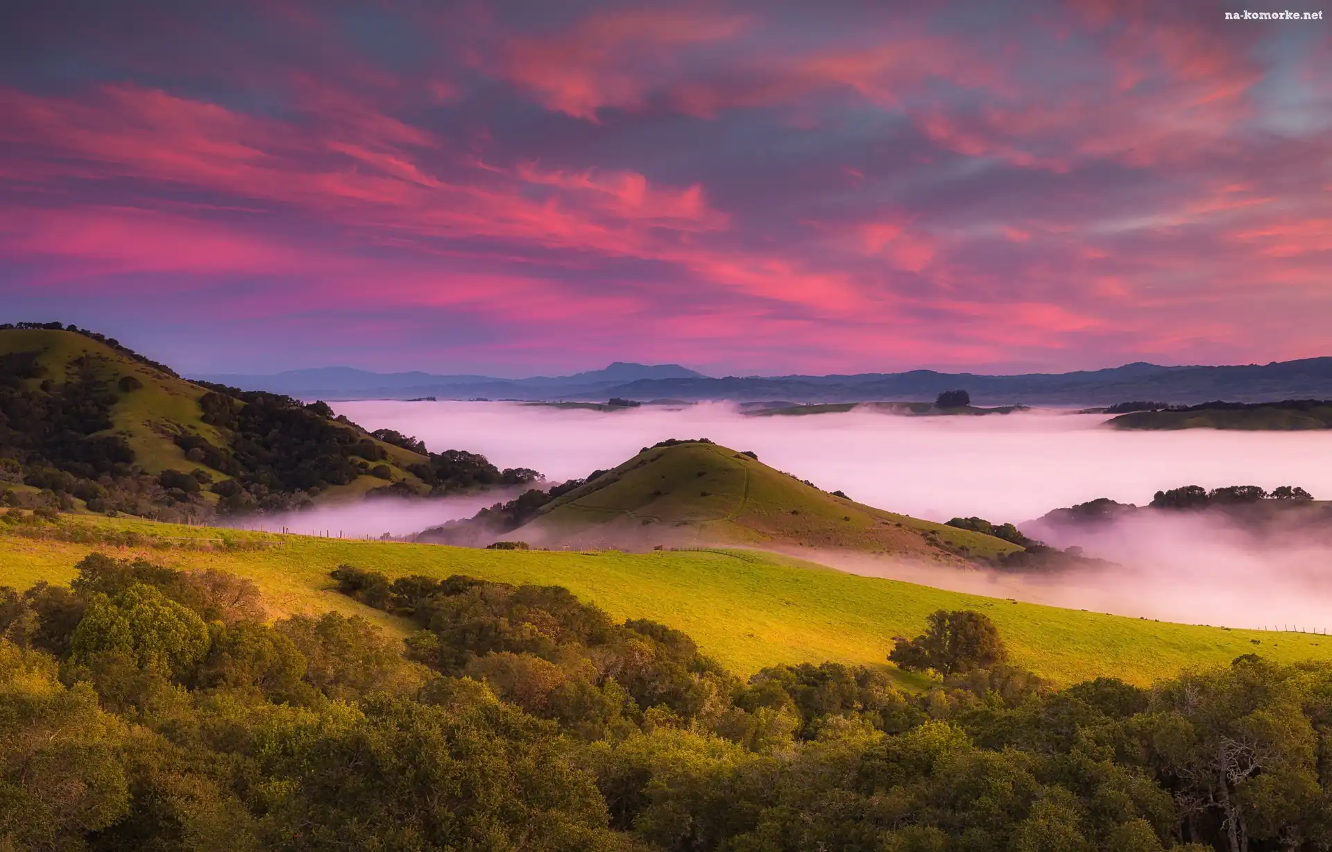 Wzgórza, Stan Kalifornia, Mgła, Stany Zjednoczone, Drzewa, Wschód słońca, Petaluma Hills, Obszar Bay Area