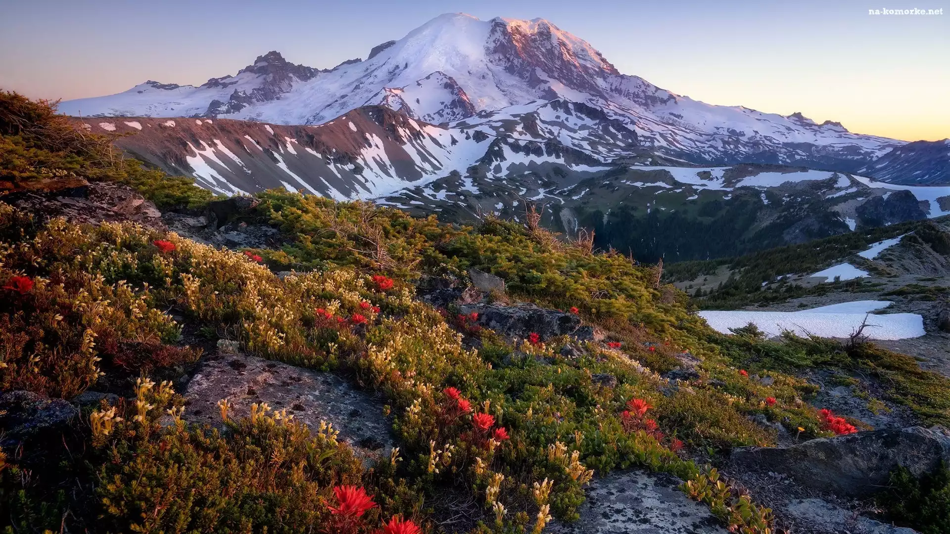 Stany Zjednoczone, Stratowulkan Mount Rainier, Śnieg, Park Narodowy Mount Rainier, Góry, Drzewa, Stan Waszyngton, Łąka, Kwiaty, Wschód słońca