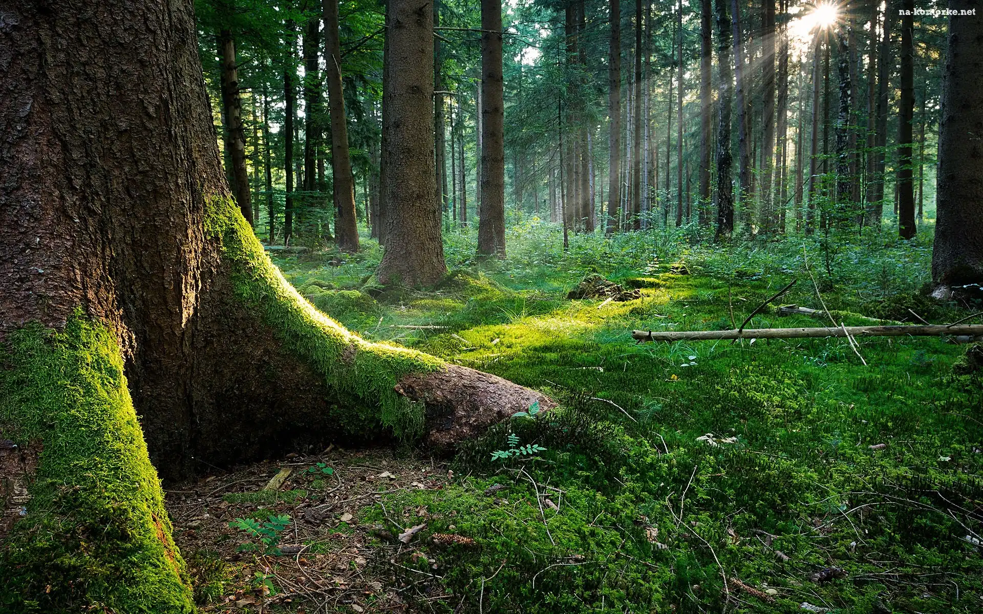 Stary, Słońca, Las, Promienie