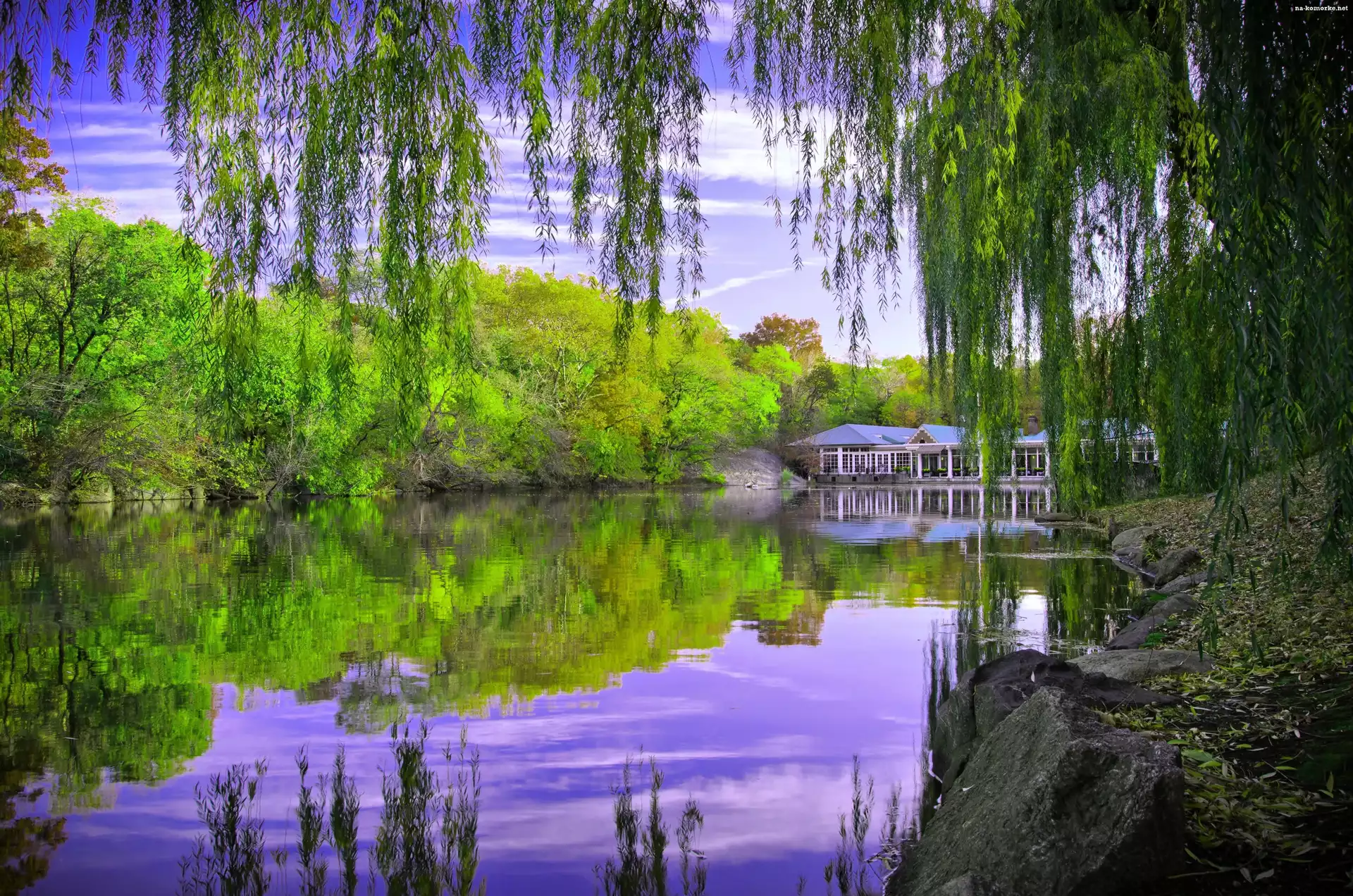 Staw, Nowy Jork, Drzewa, Central Park