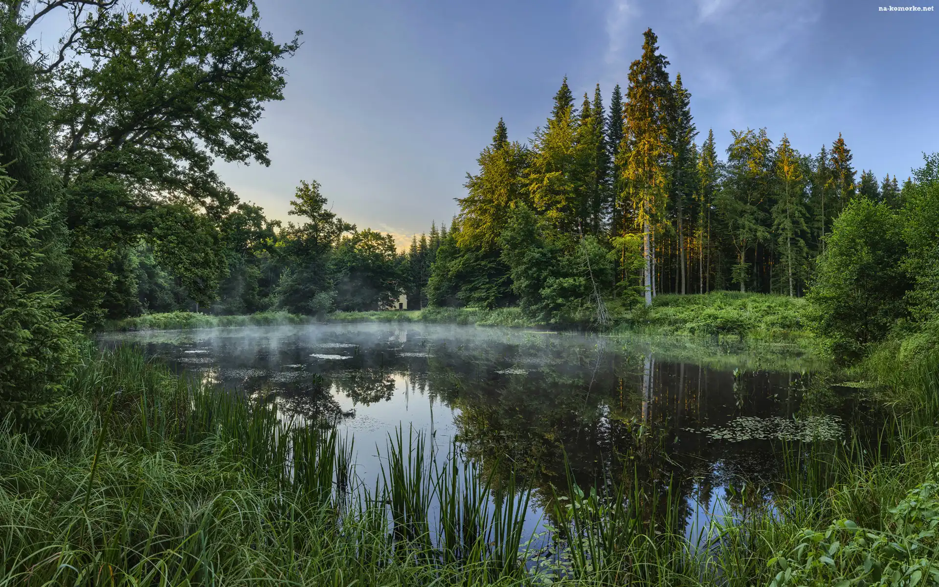 Staw, Zielone, Las, Mgła, Drzewa, Trawy