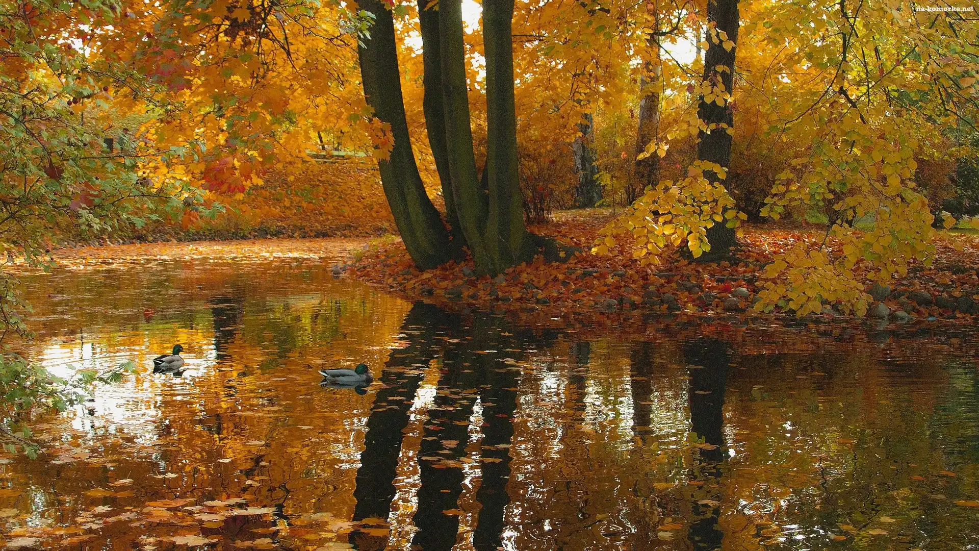 Staw, Jesień, Odbicie, Drzewa, Kaczki
