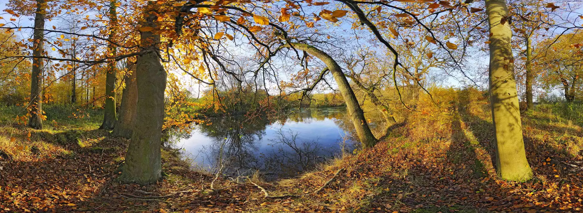 Jesień, Staw, Drzewa