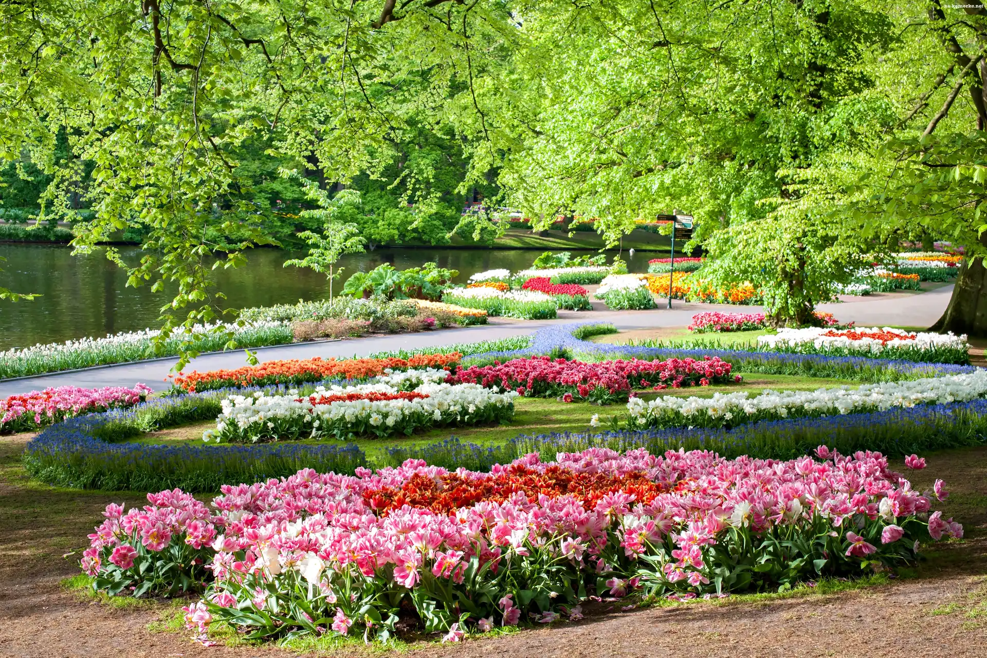 Staw, Keukenhof, Holandia, Wiosna, Park, Kwiaty