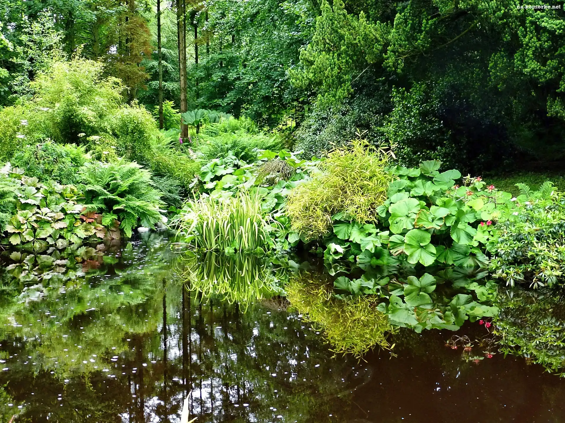 Park, Staw, Rośliny