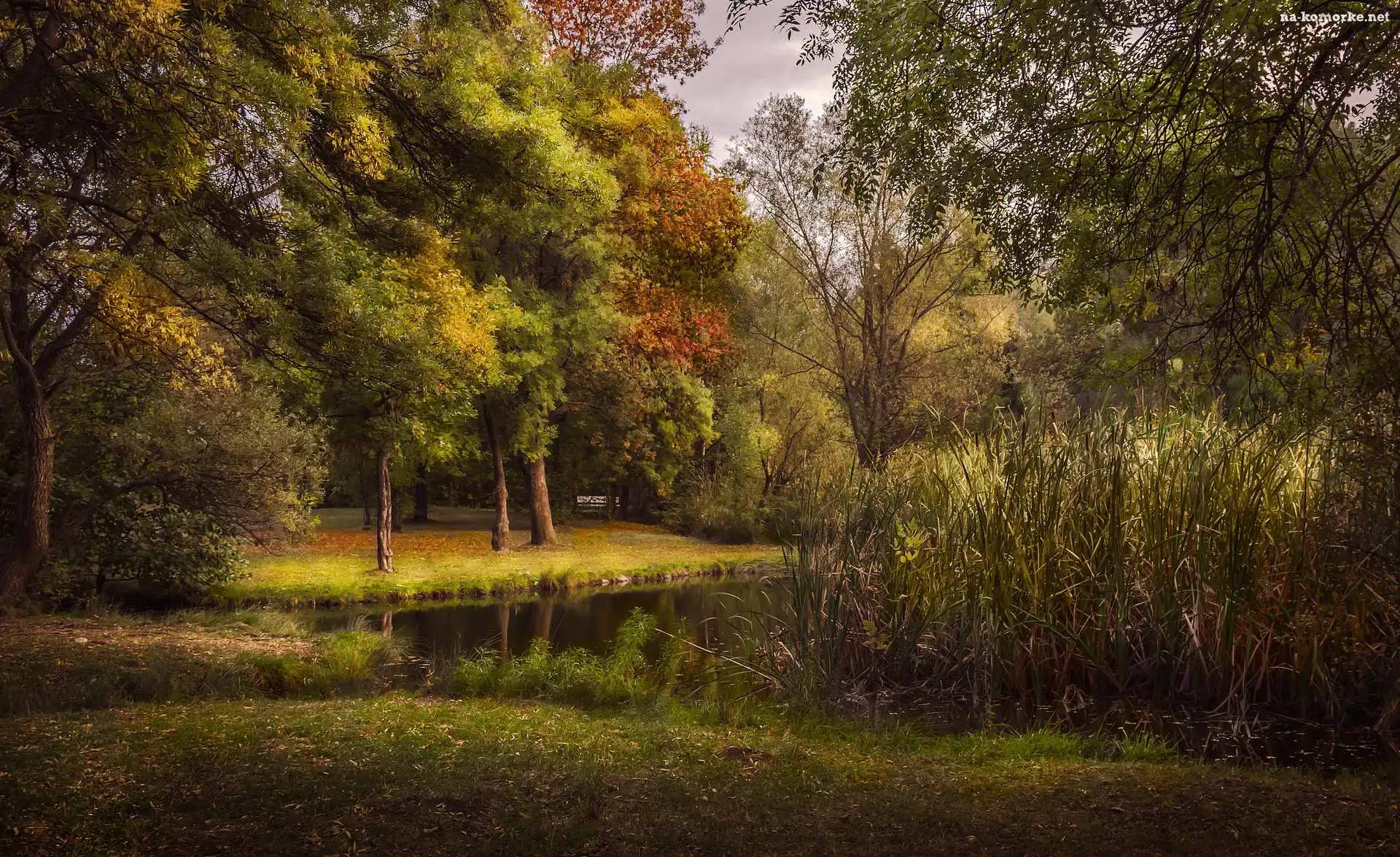 Park, Staw, Szuwary
