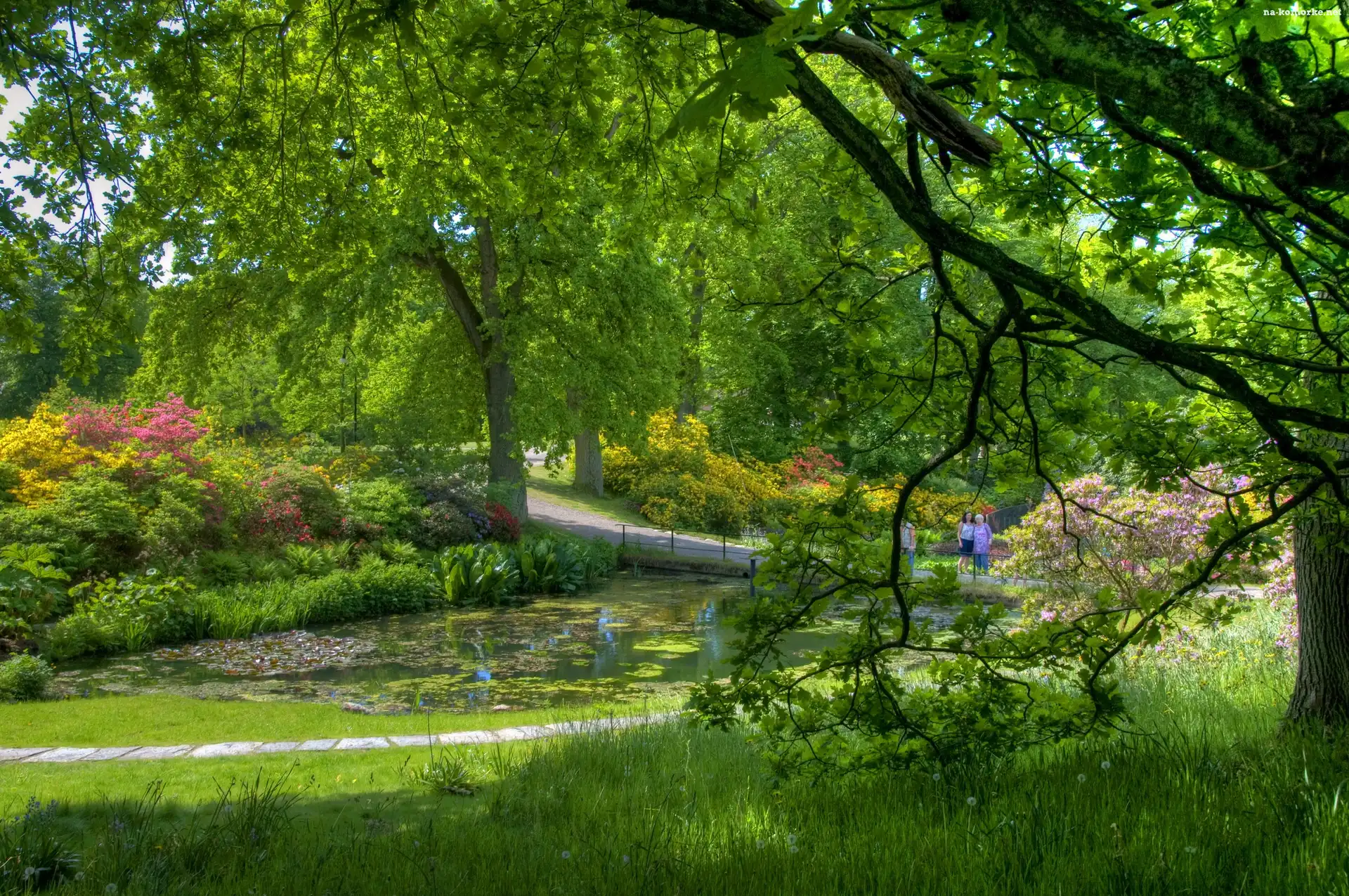 Park, Staw, Zieleń