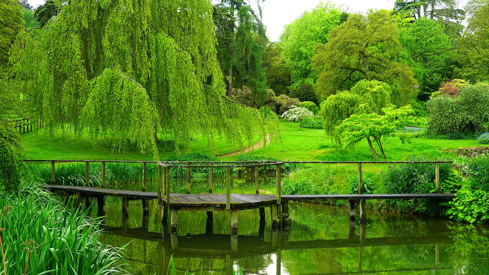 Pomost, Drzewa, Park, Staw