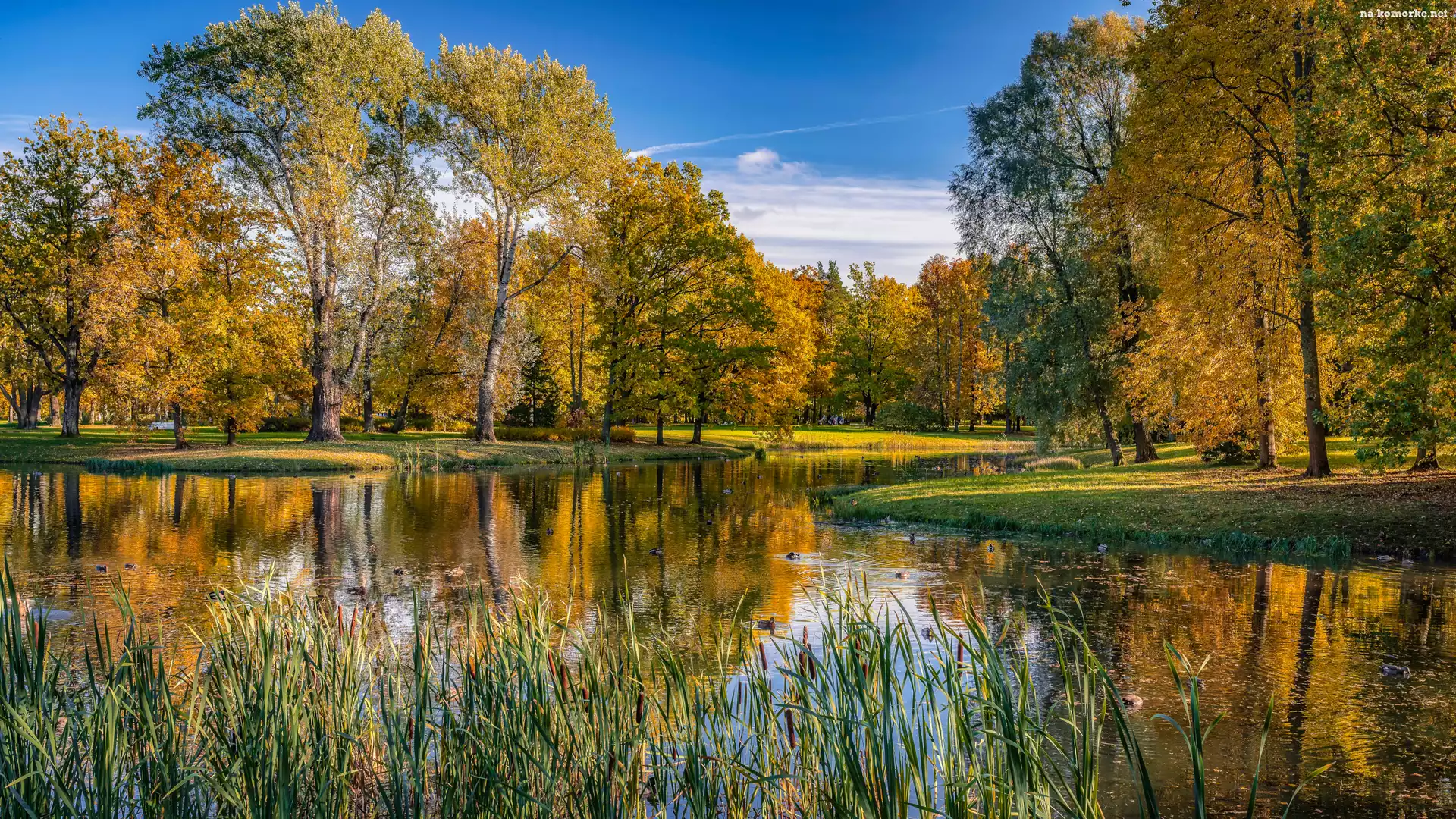 Park, Staw, Szuwary, Drzewa, Jesień