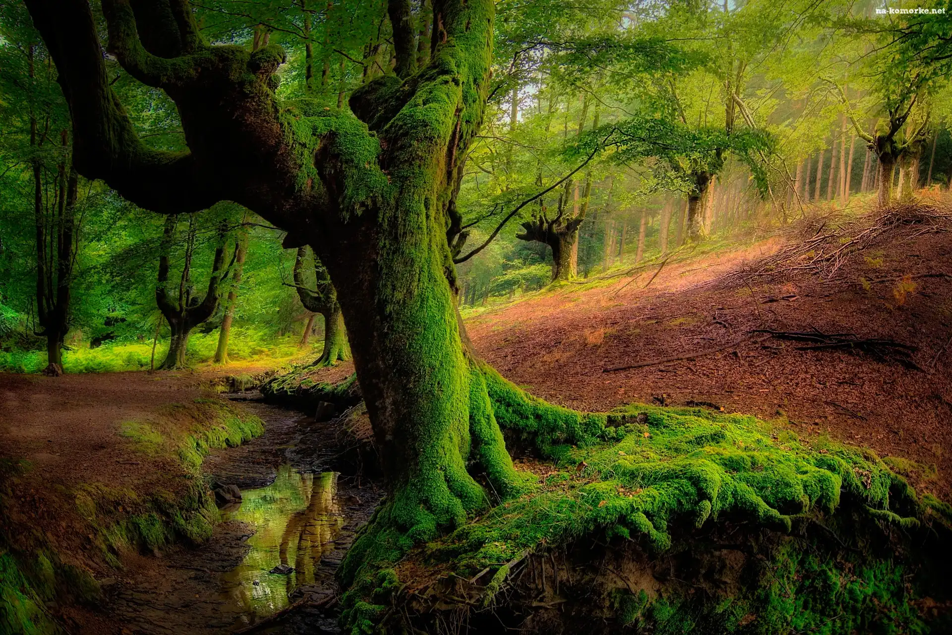 Hiszpania, Drzewa, Strumyk, Kraj Basków, Park Narodowy Gorbea, Las Otzarreta, Omszałe