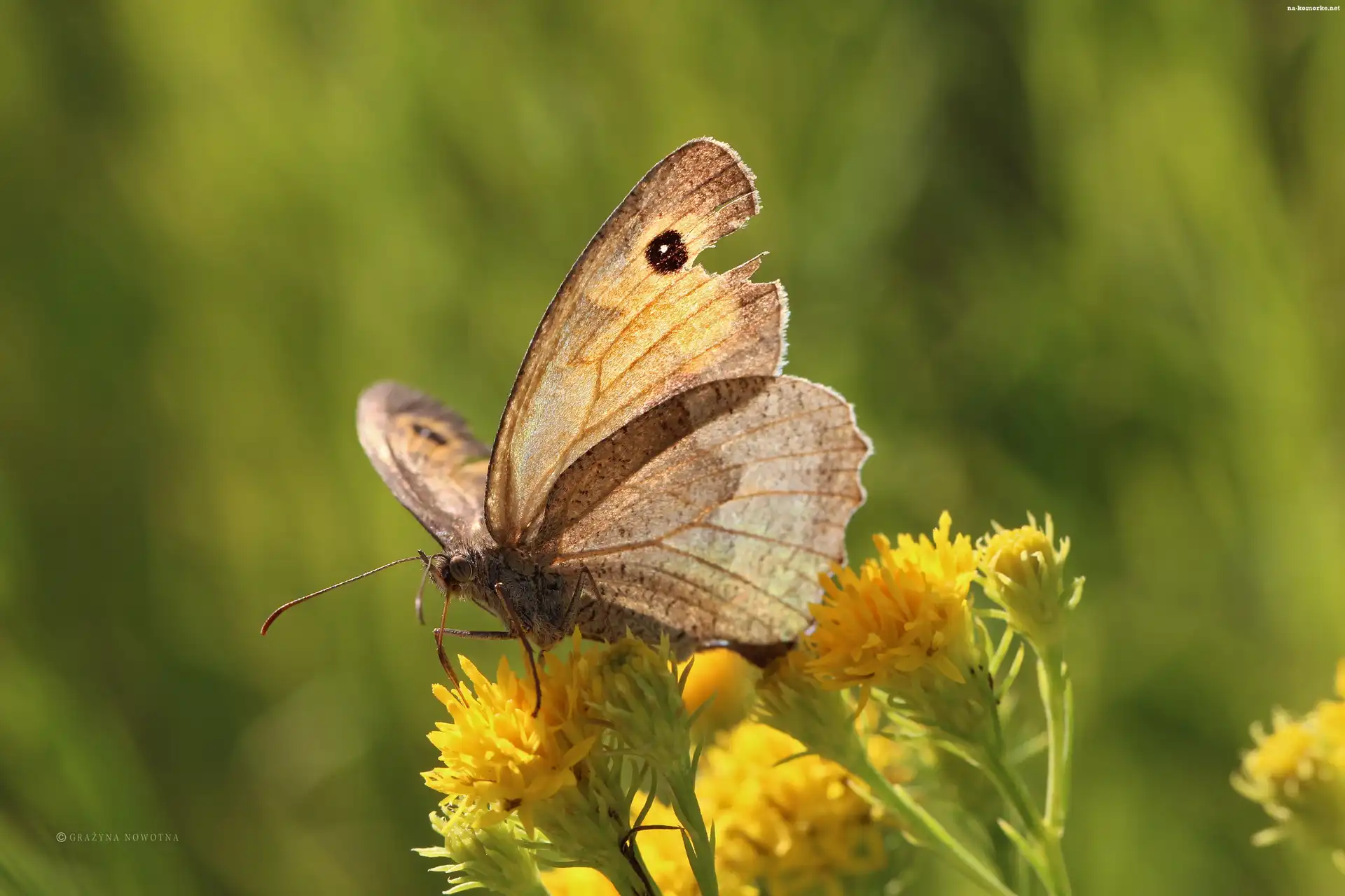 Strzępotek Ruczajnik, Motyl, Owad