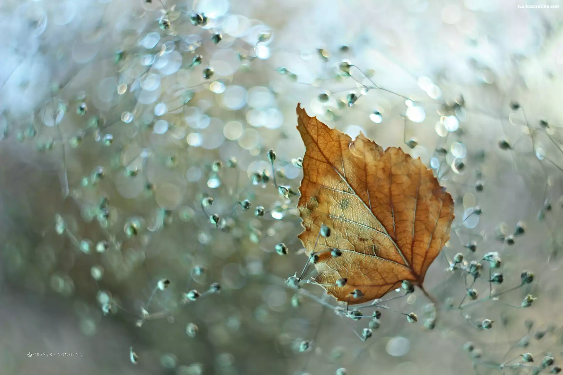 Żółty, Bokeh, Suchy, Liść