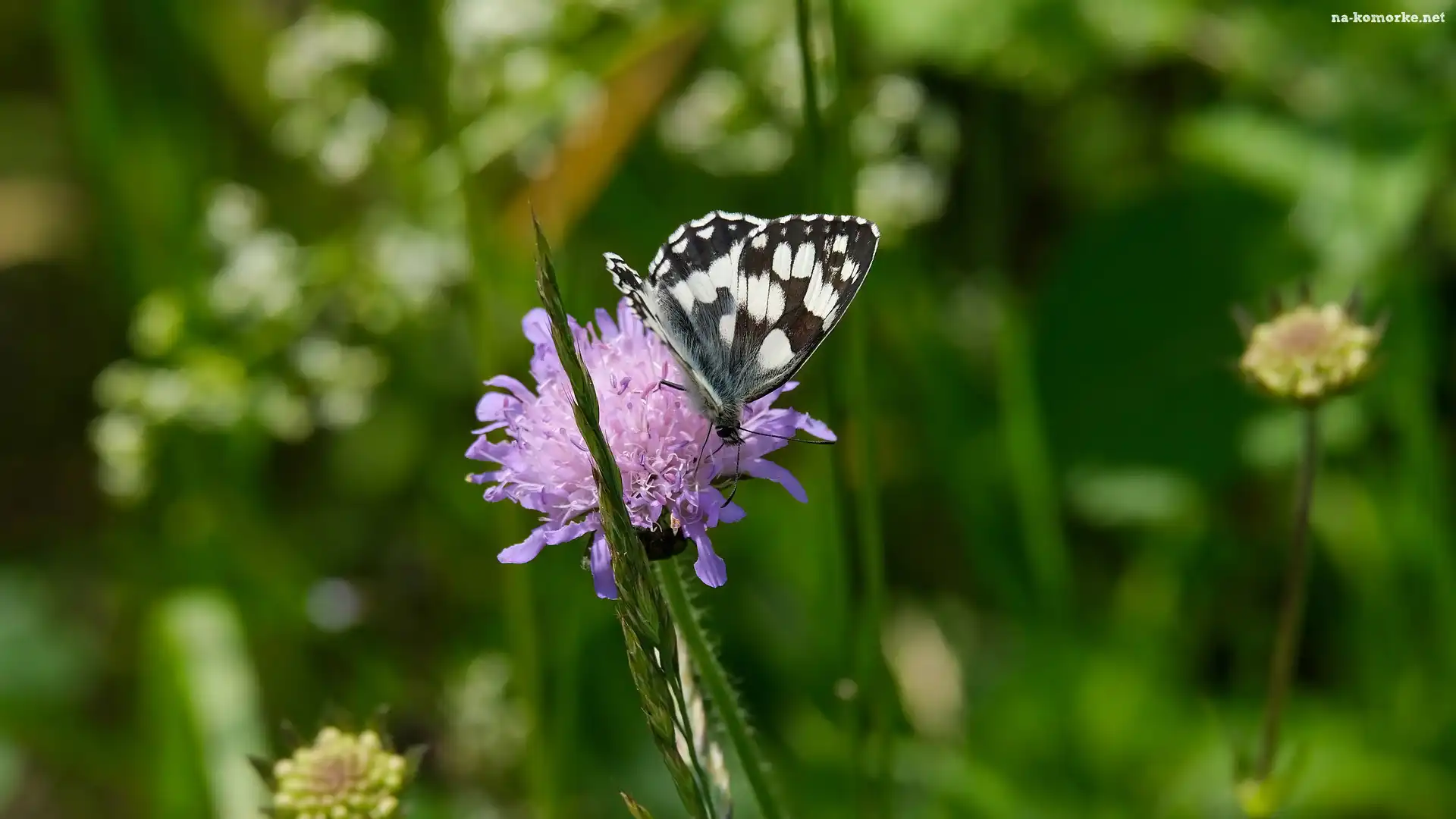 Trawa, Źdźbło, Motyl, Łąka, Kwiat, Driakiew, Polowiec szachownica
