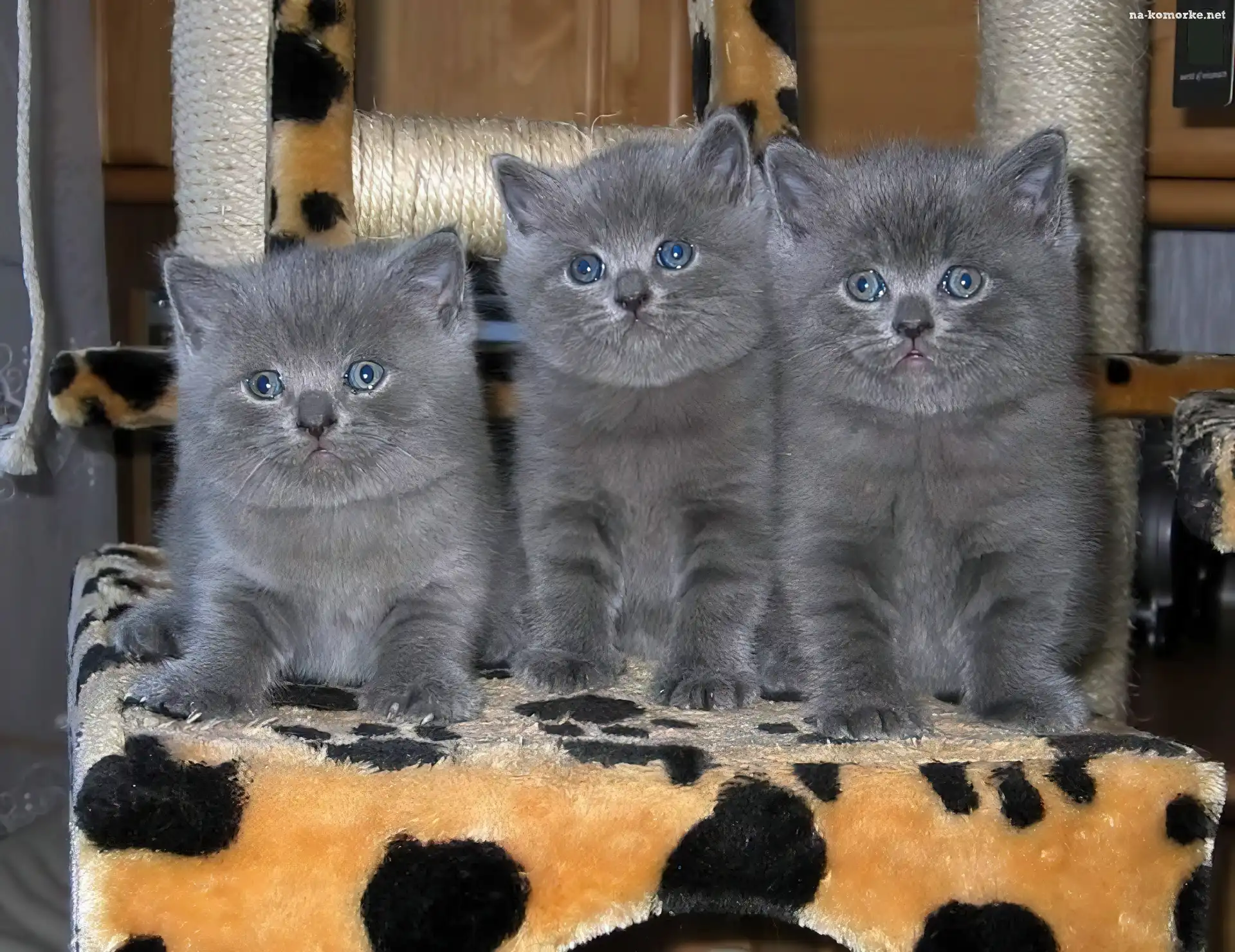 Trzy, Kociaki, Szare