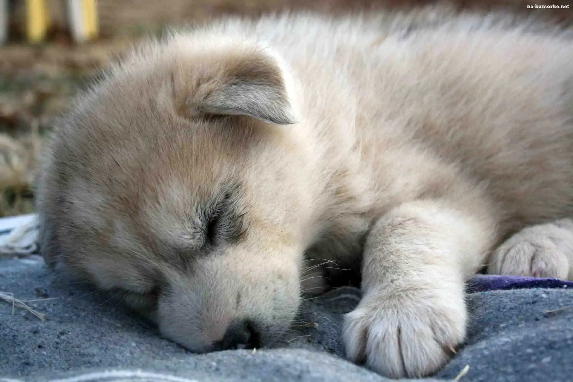 Śpiący, Siberian Husky, Szczeniaczek, Łapka
