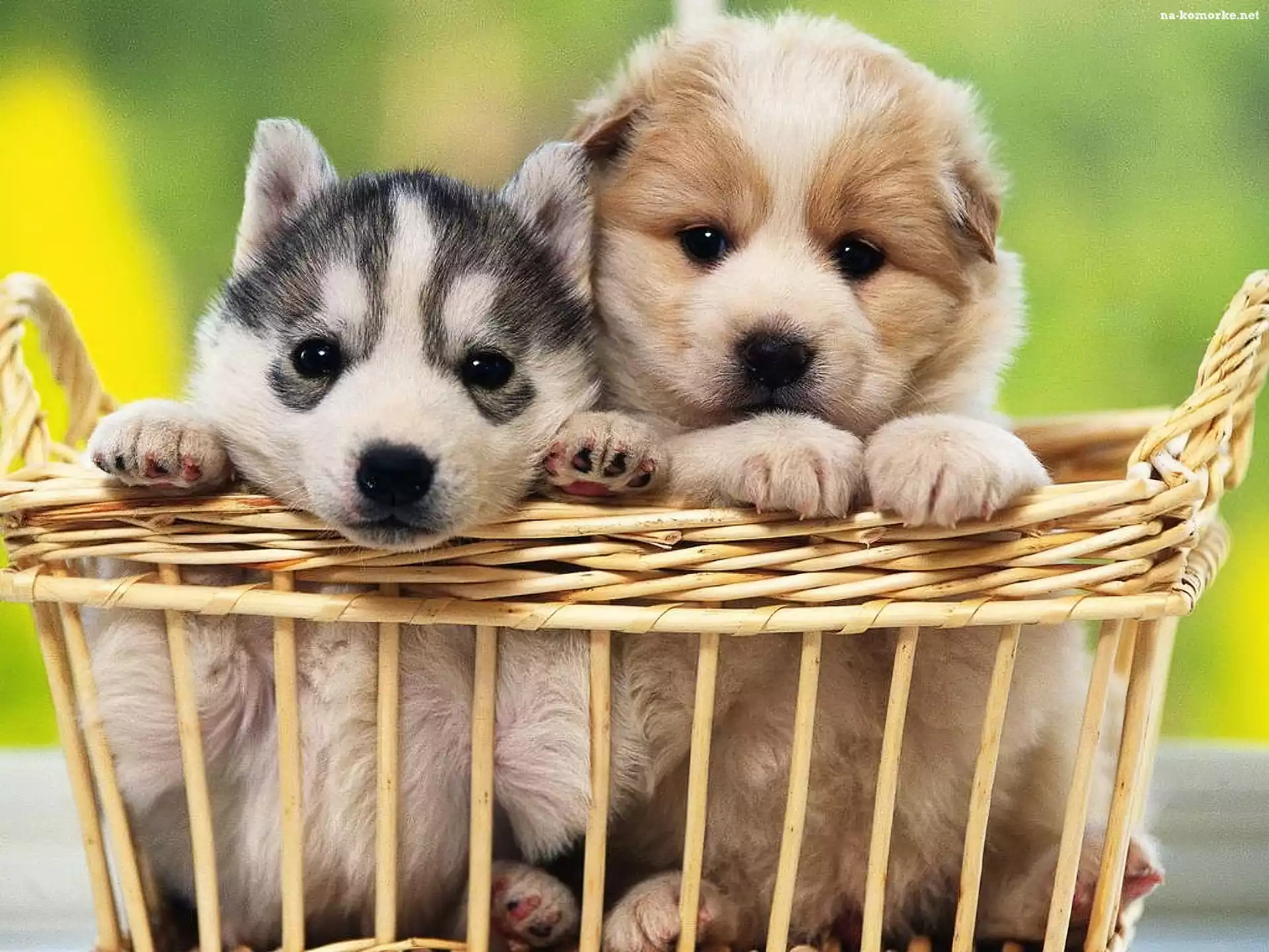 Dwa, Siberian Husky, Szczeniaczki, Koszyk