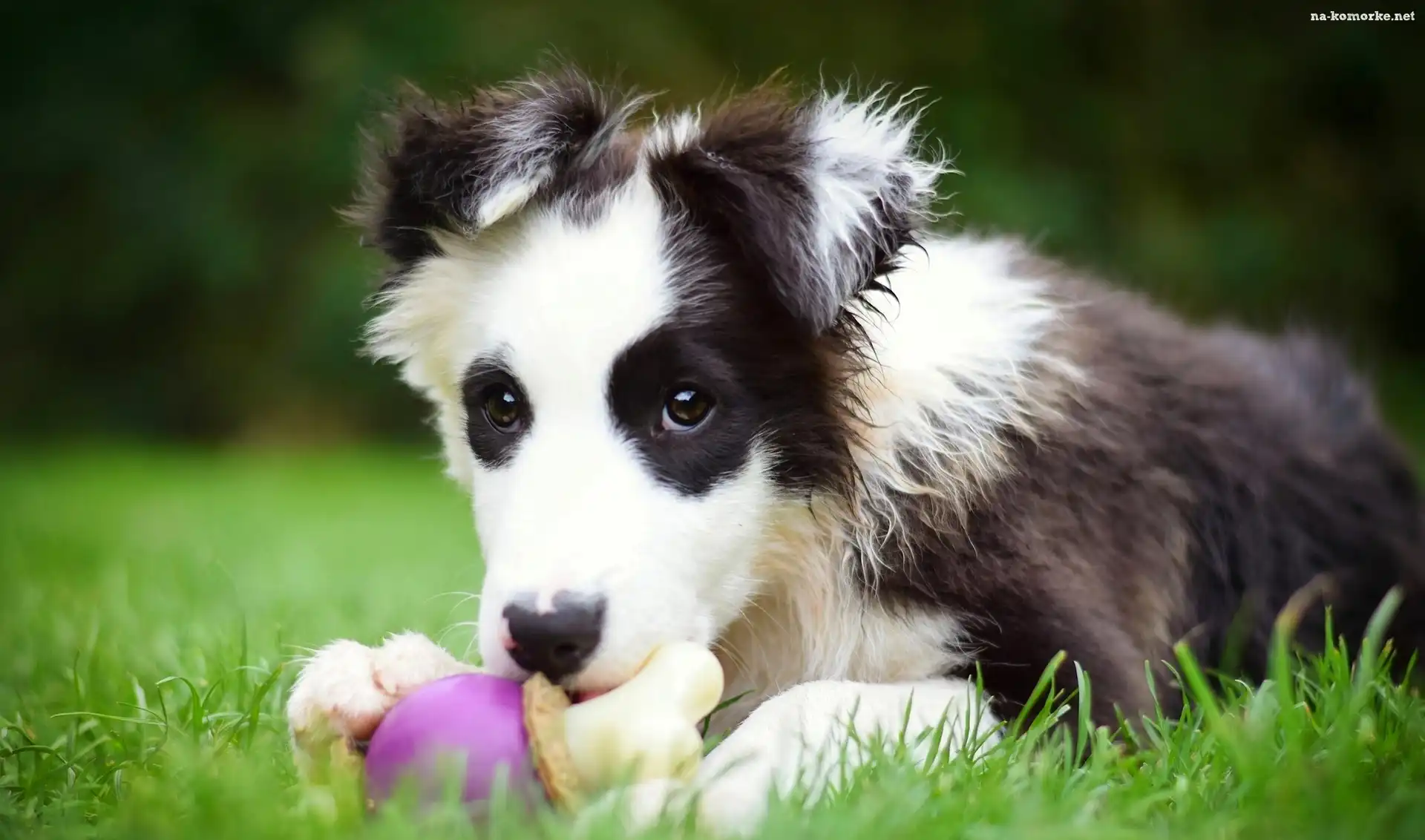 Szczeniak, Zabawka, Border, Collie