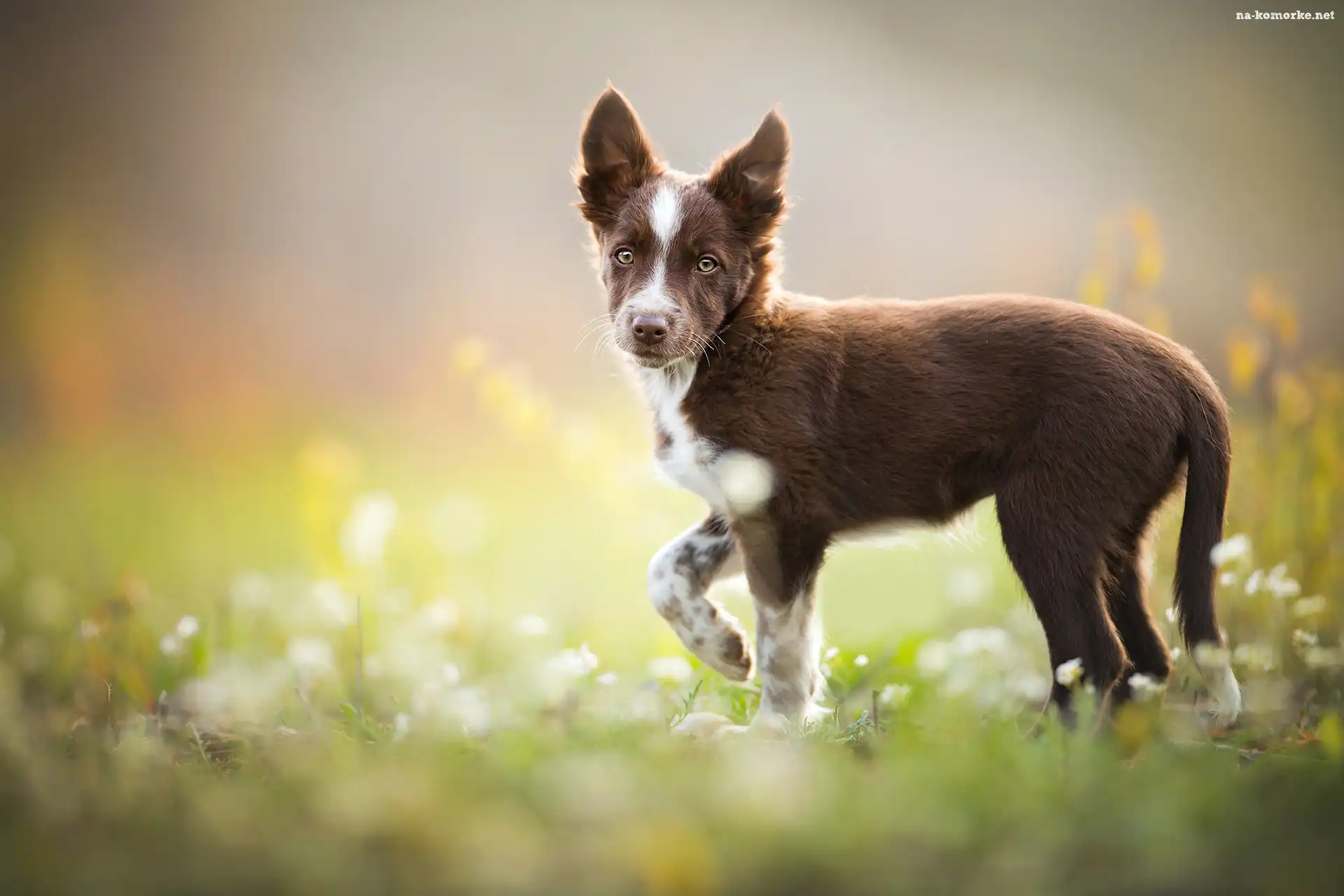 Szczeniak, Kwiaty, Border collie, Łąka