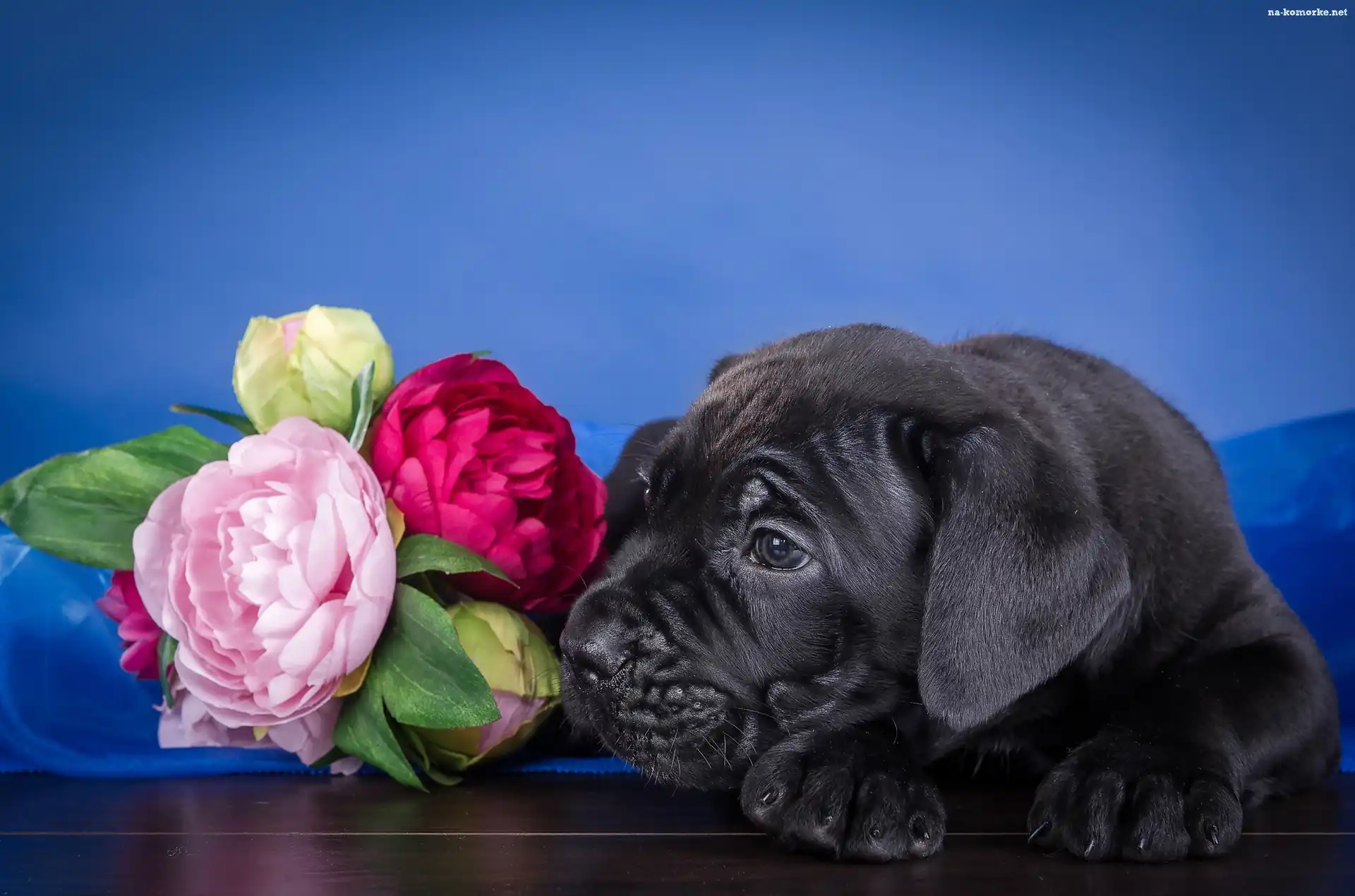 Szczeniak, Cane corso, Piwonie