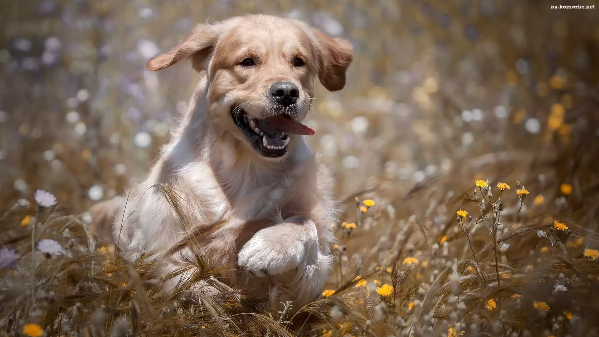 Szczeniak, Kwiaty, Golden retriever, Łąka