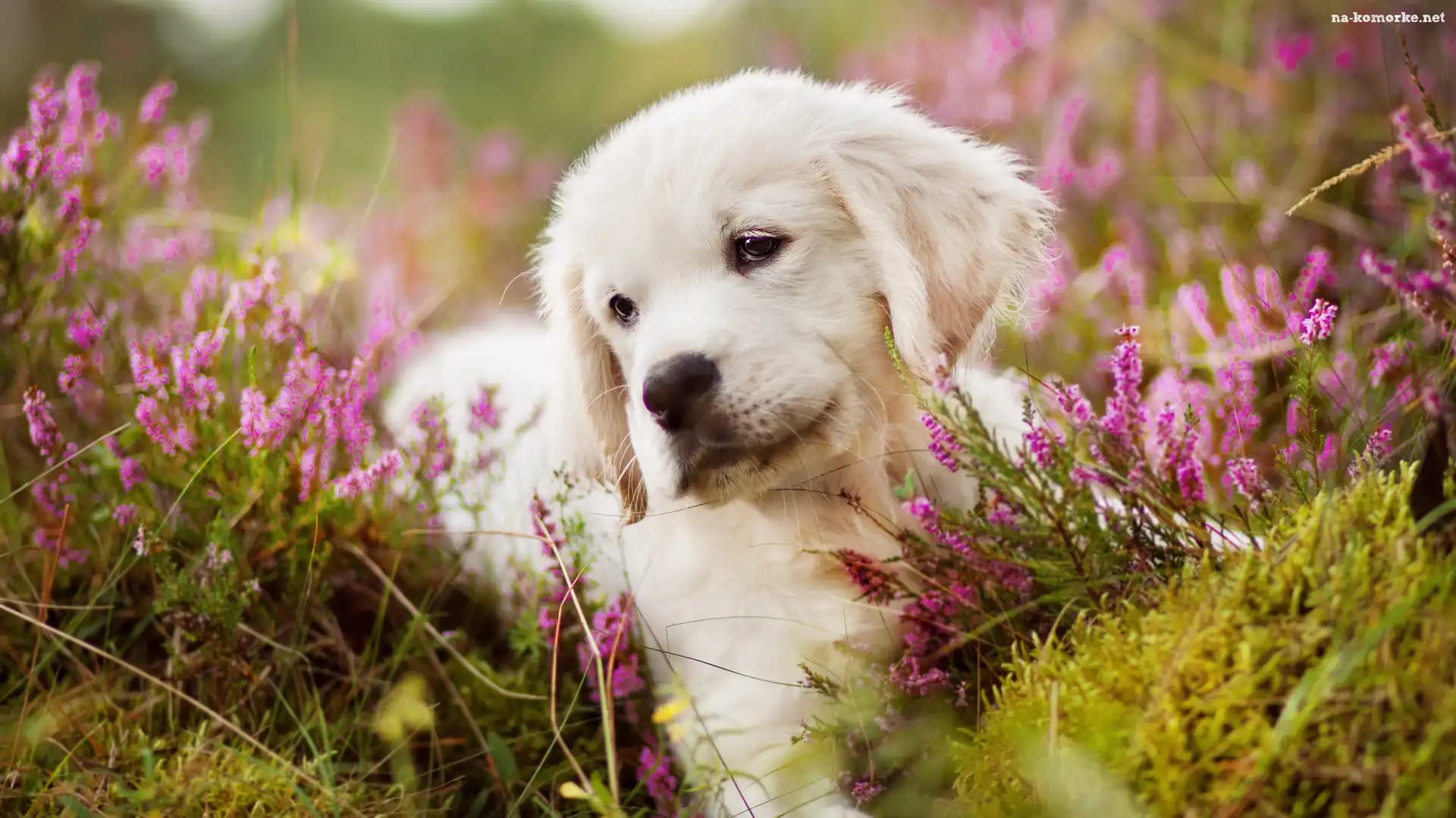 Szczeniak, Golden retriever, Wrzos