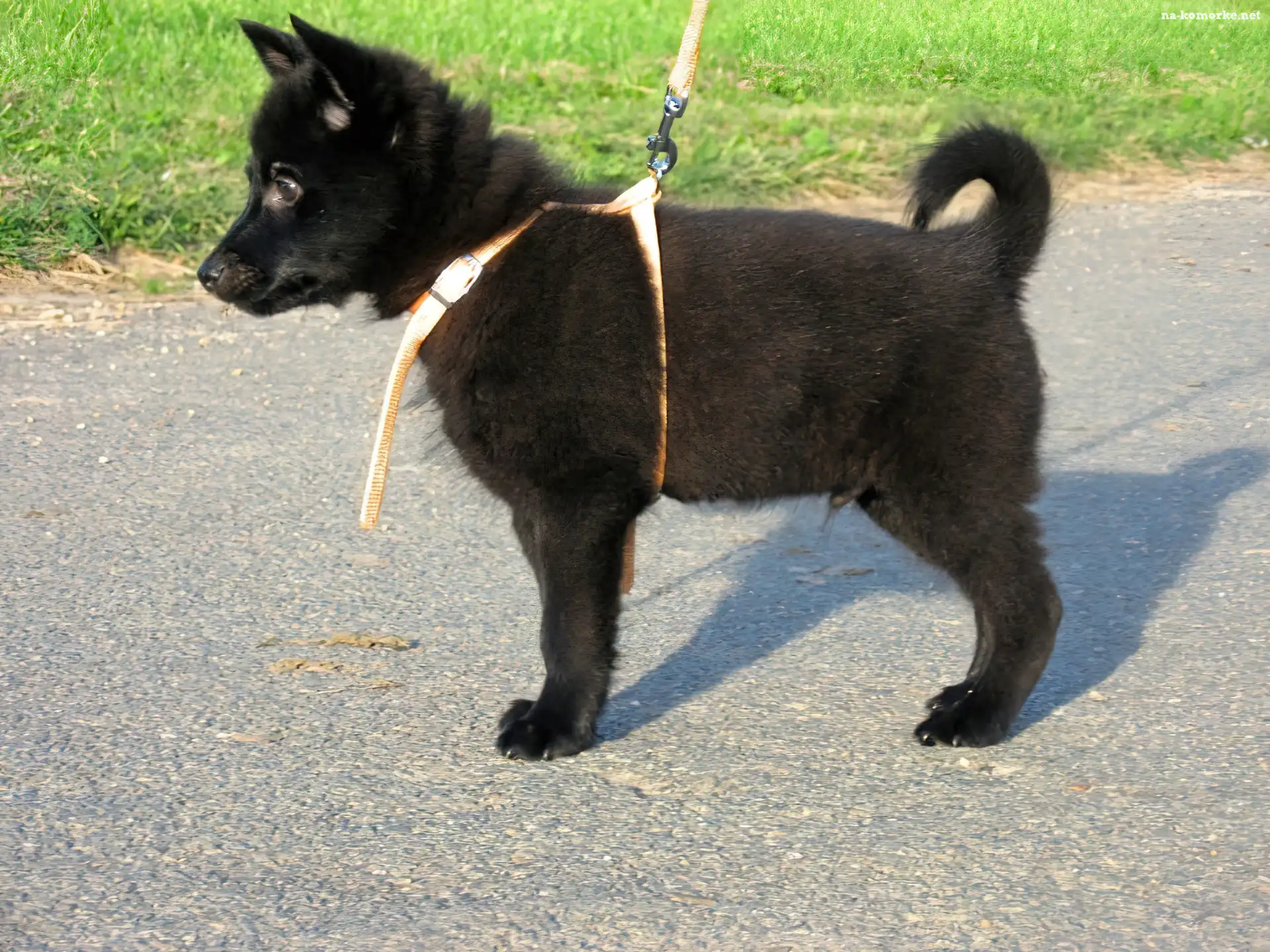 Schipperke, szelki, Szczeniak